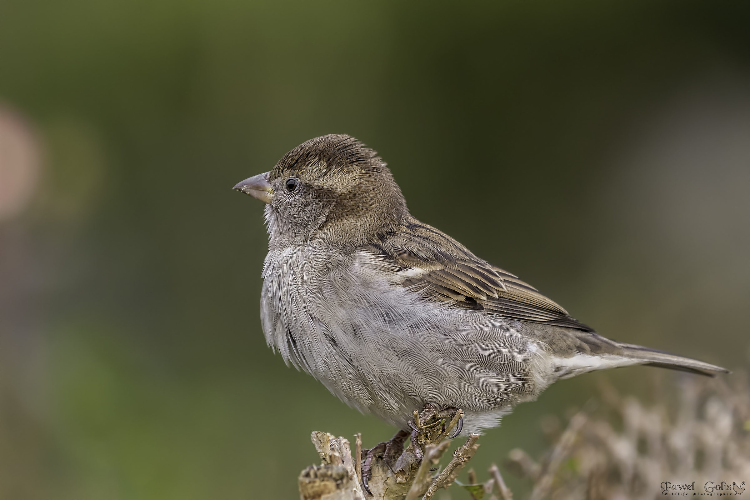 Passero di casa (Passer domesticus)
