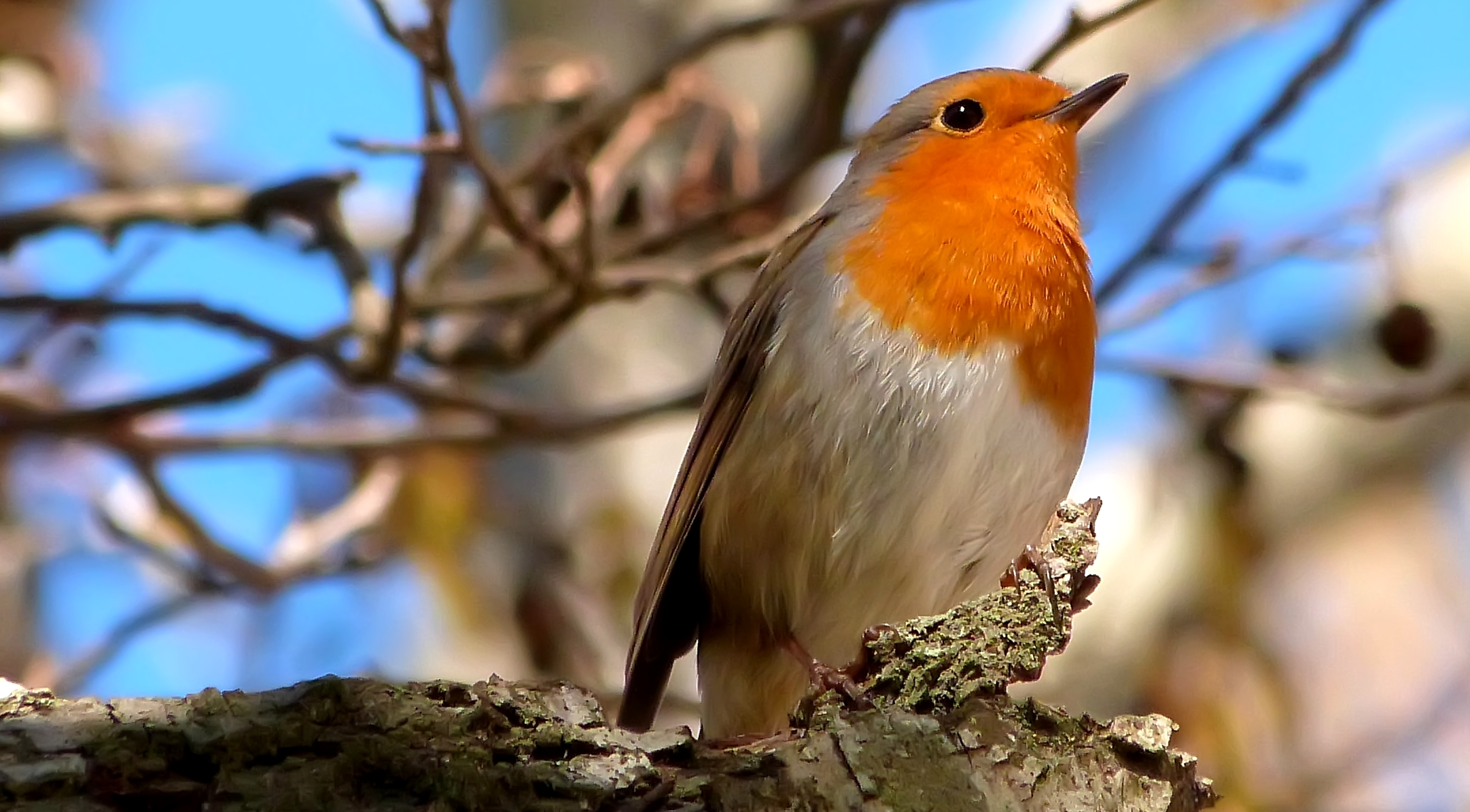 Robin