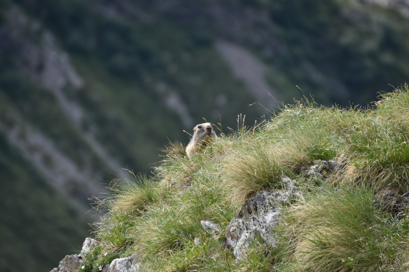 Marmotta