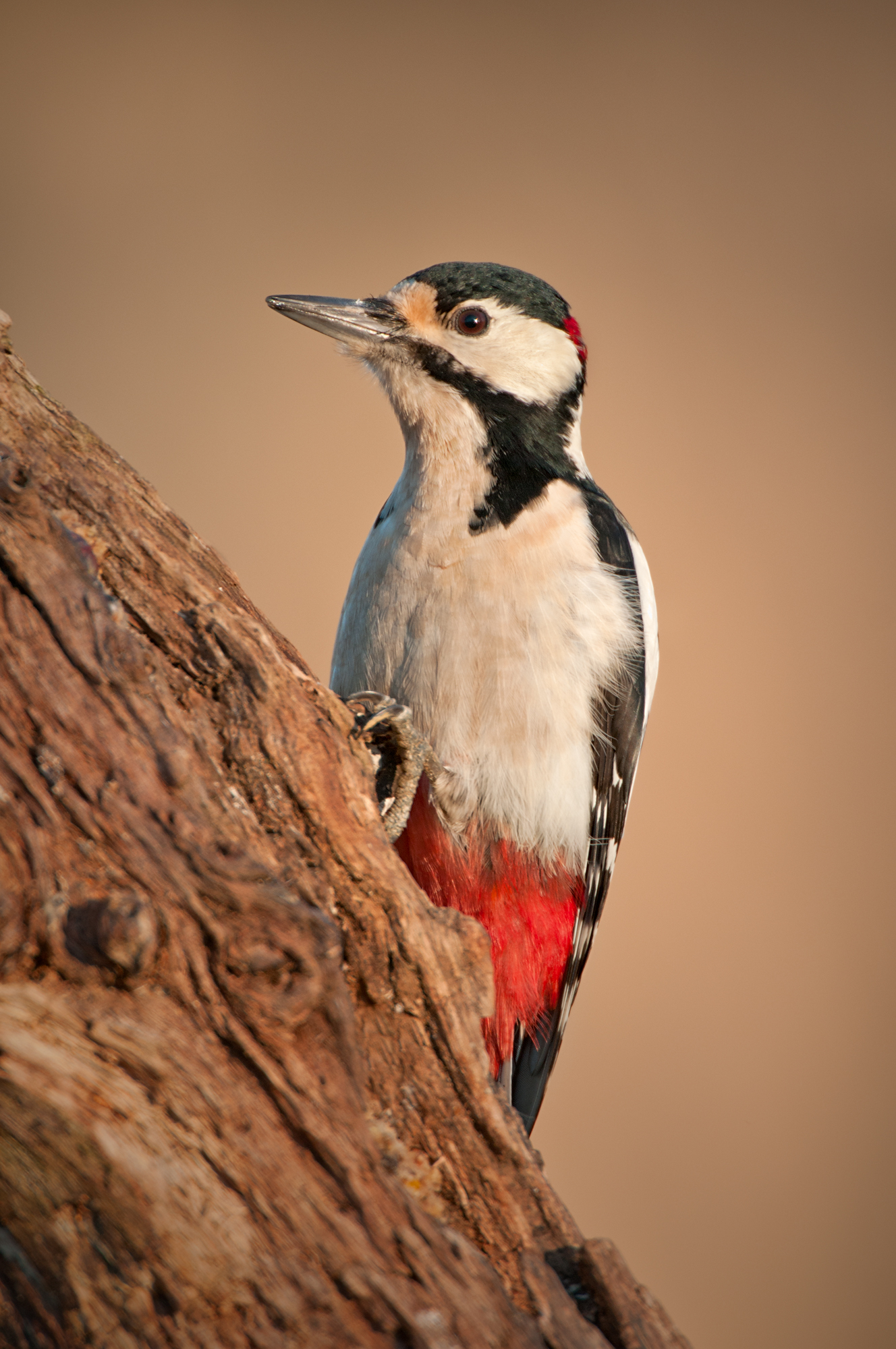 Woodpecker at dawn