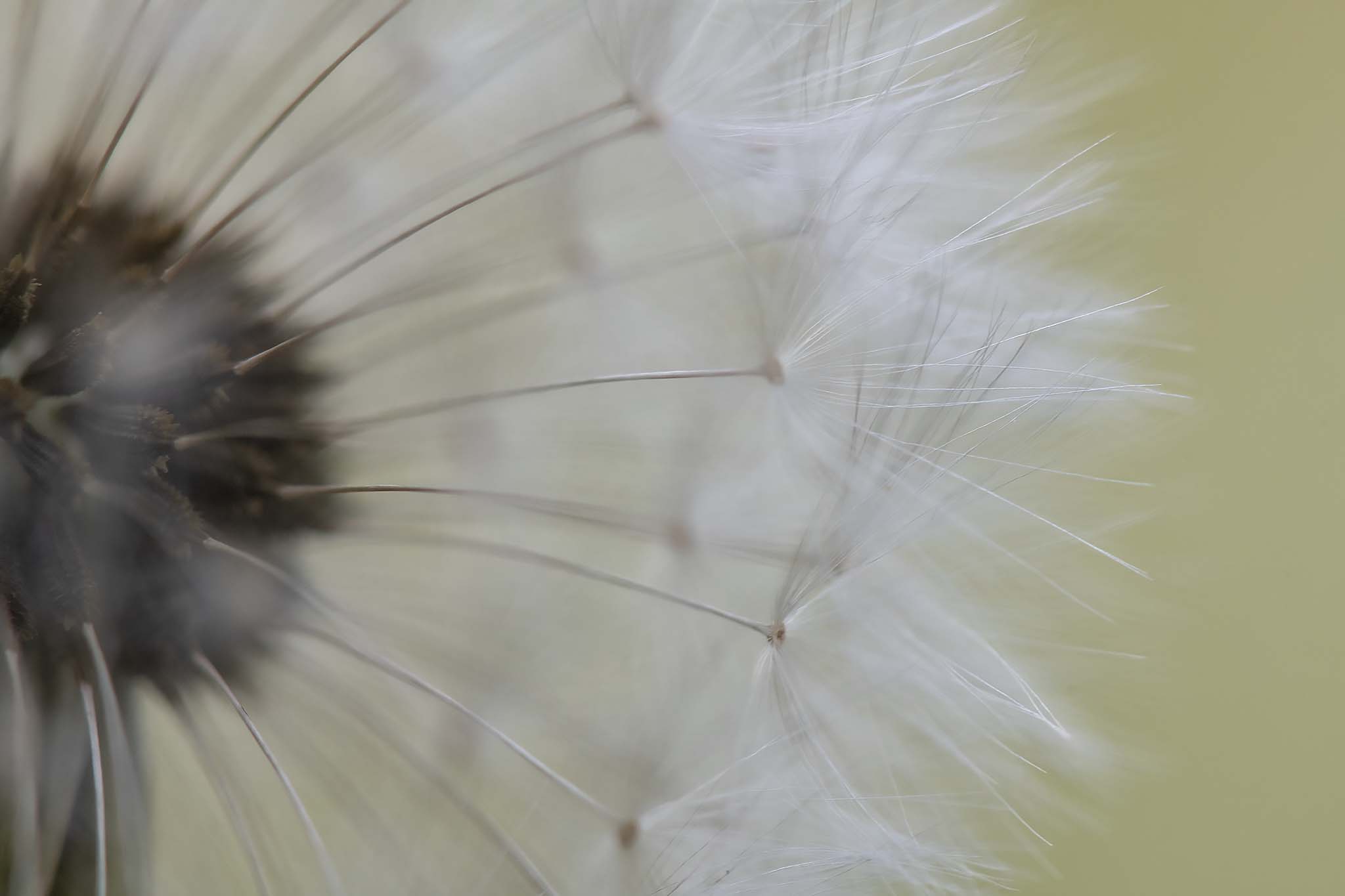 The dandelion forest