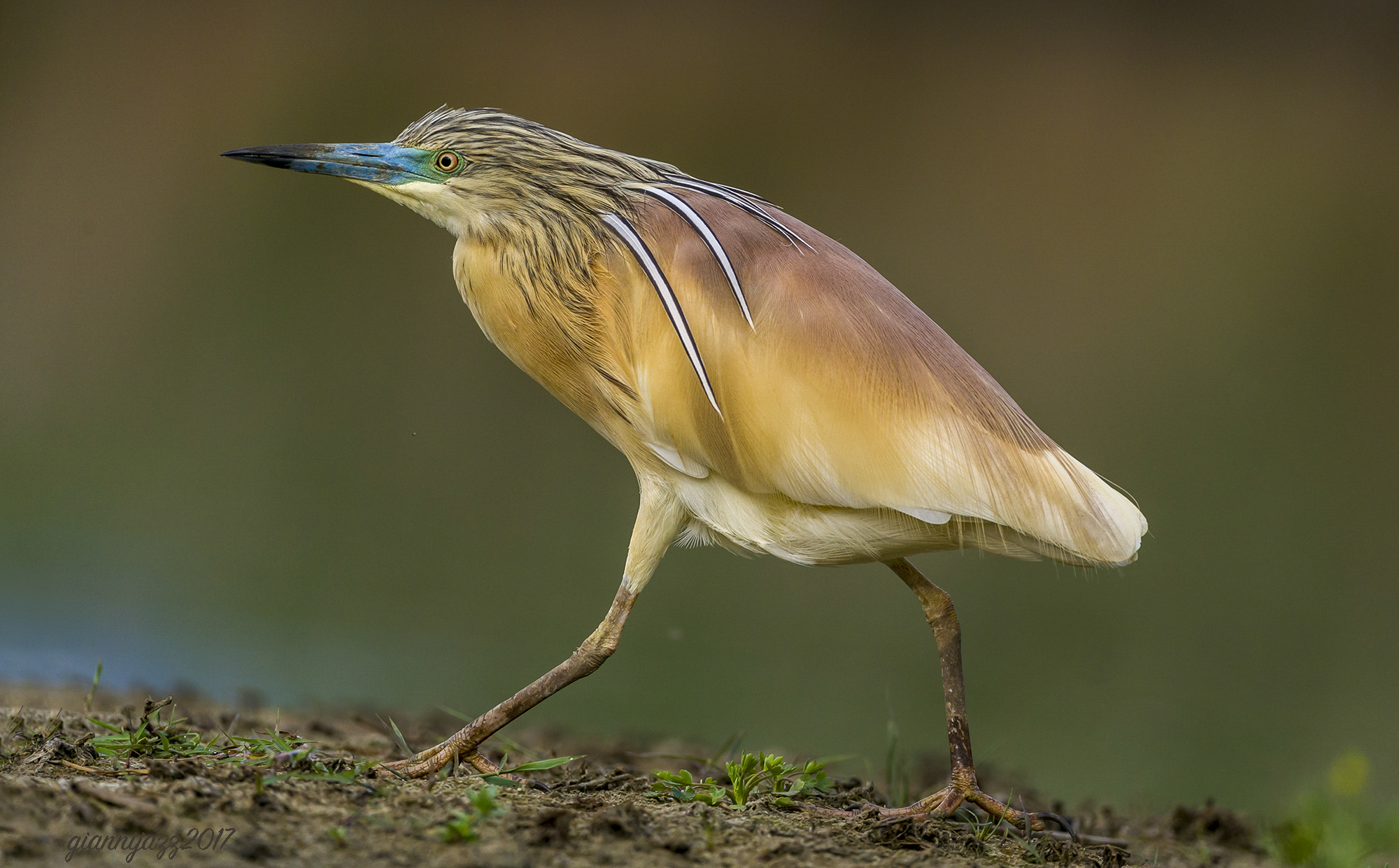 sgarza ciuffetto (2017)