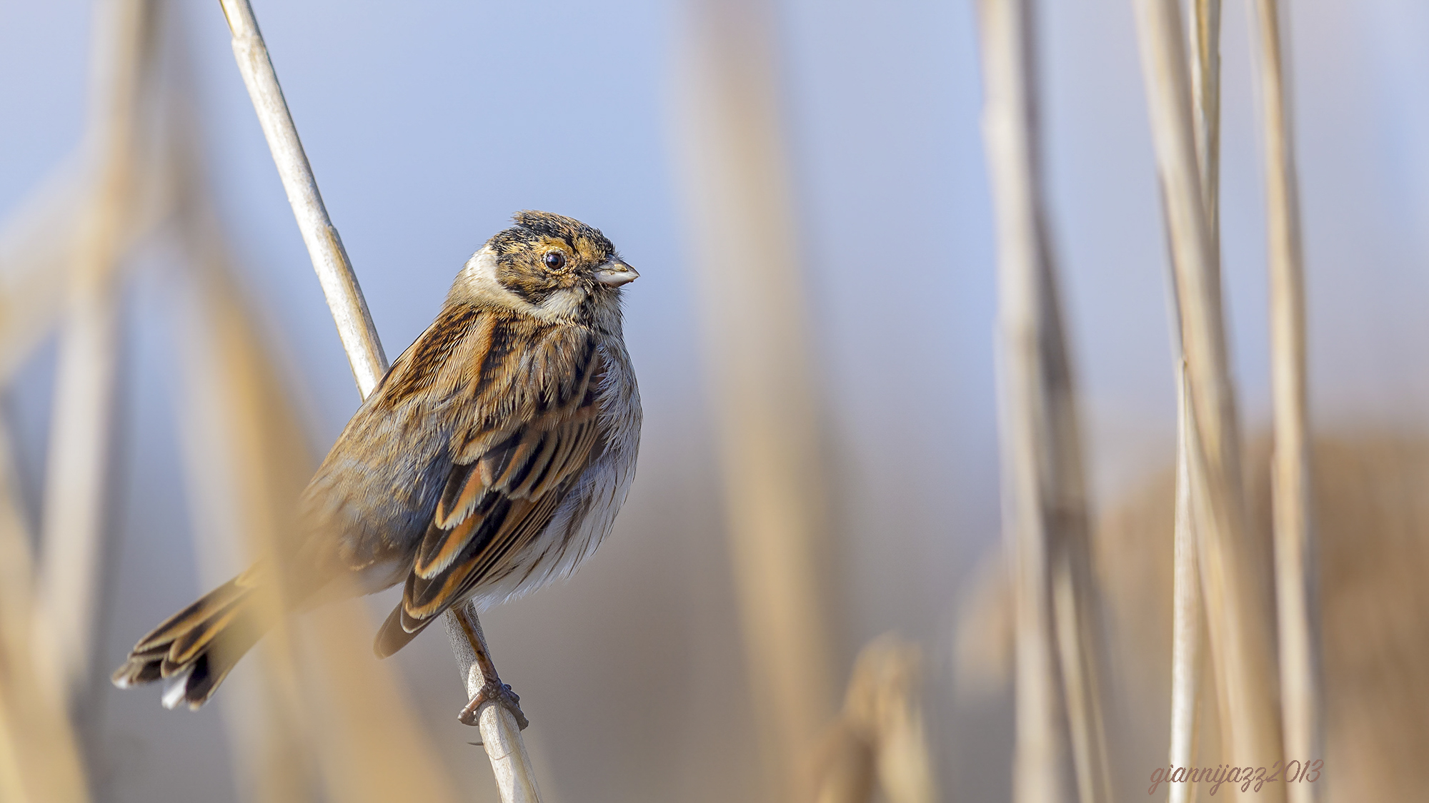 migliarino di palude