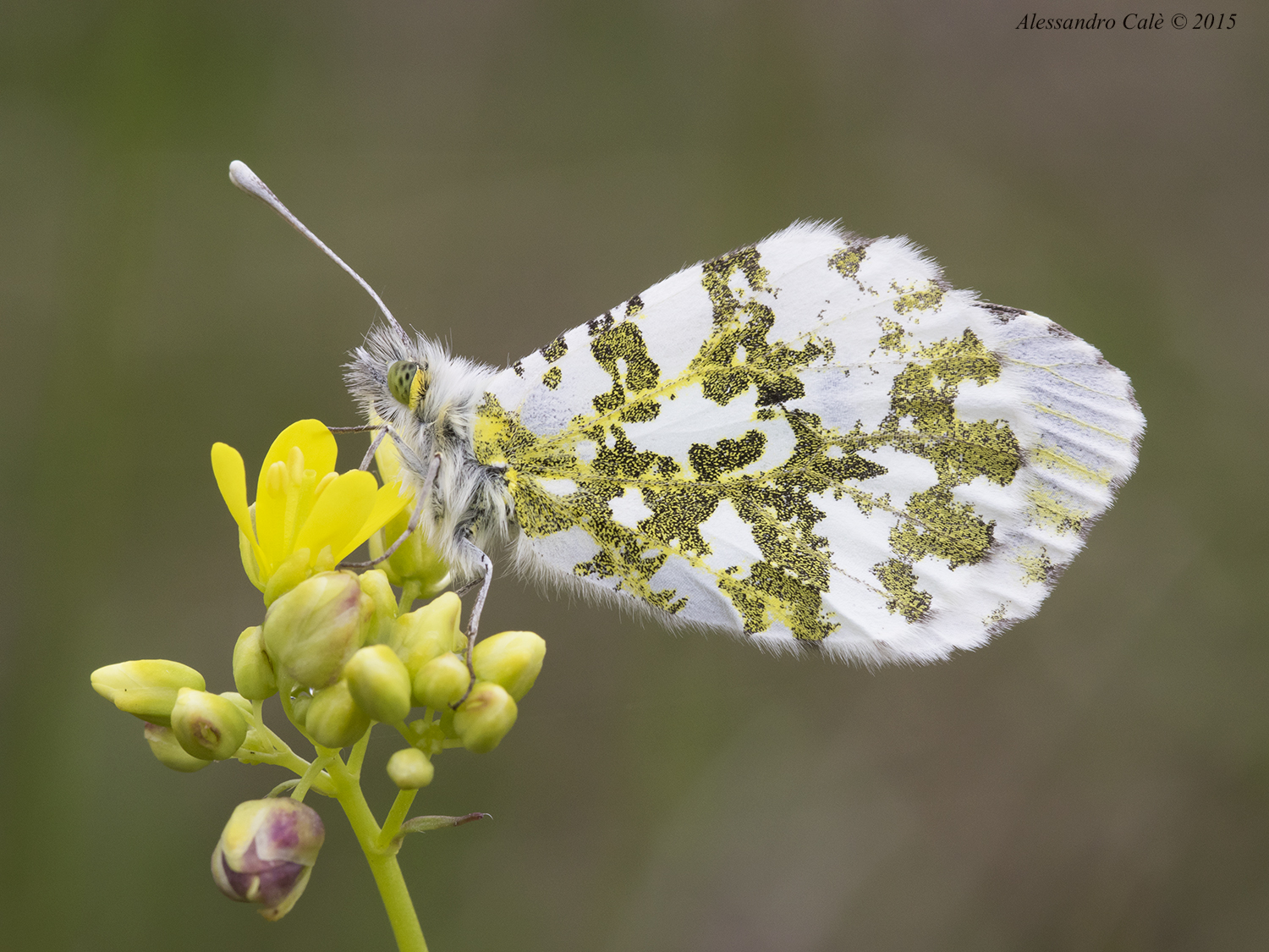 Anthocharis cardamines (Aurora) 1110
