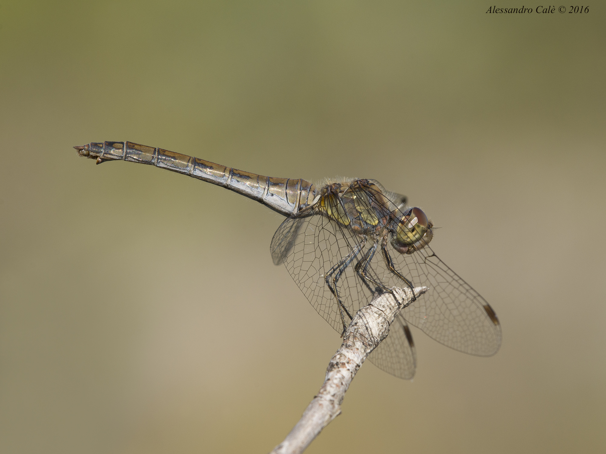 Sympetrum 9499