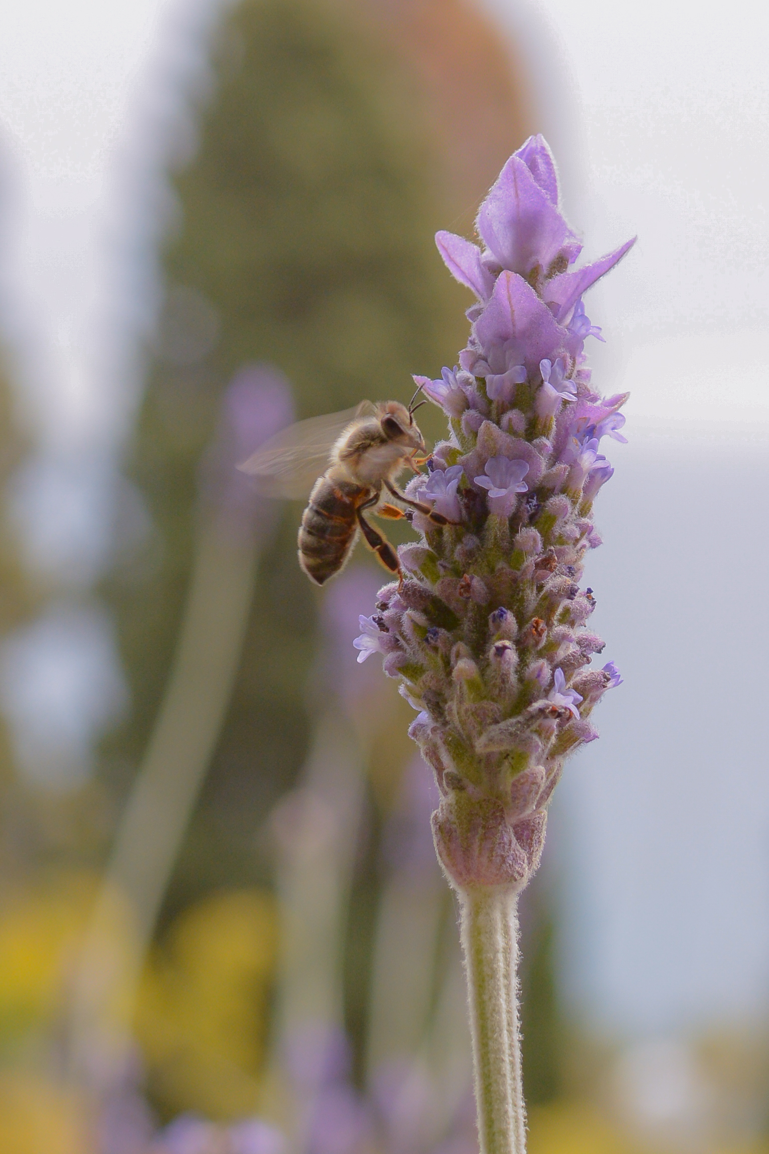 Hanbury Botanic Gardens