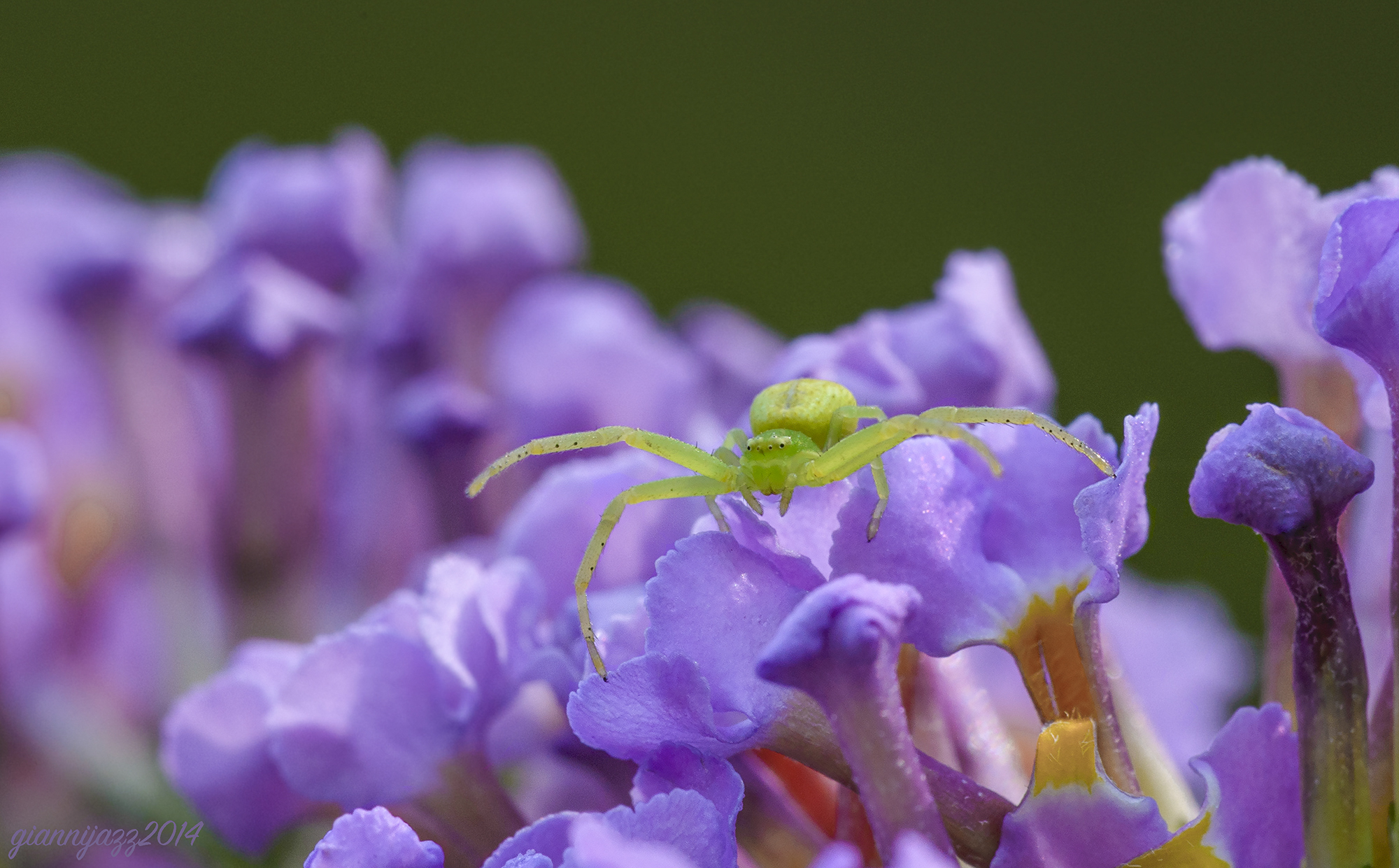 flower crab spider