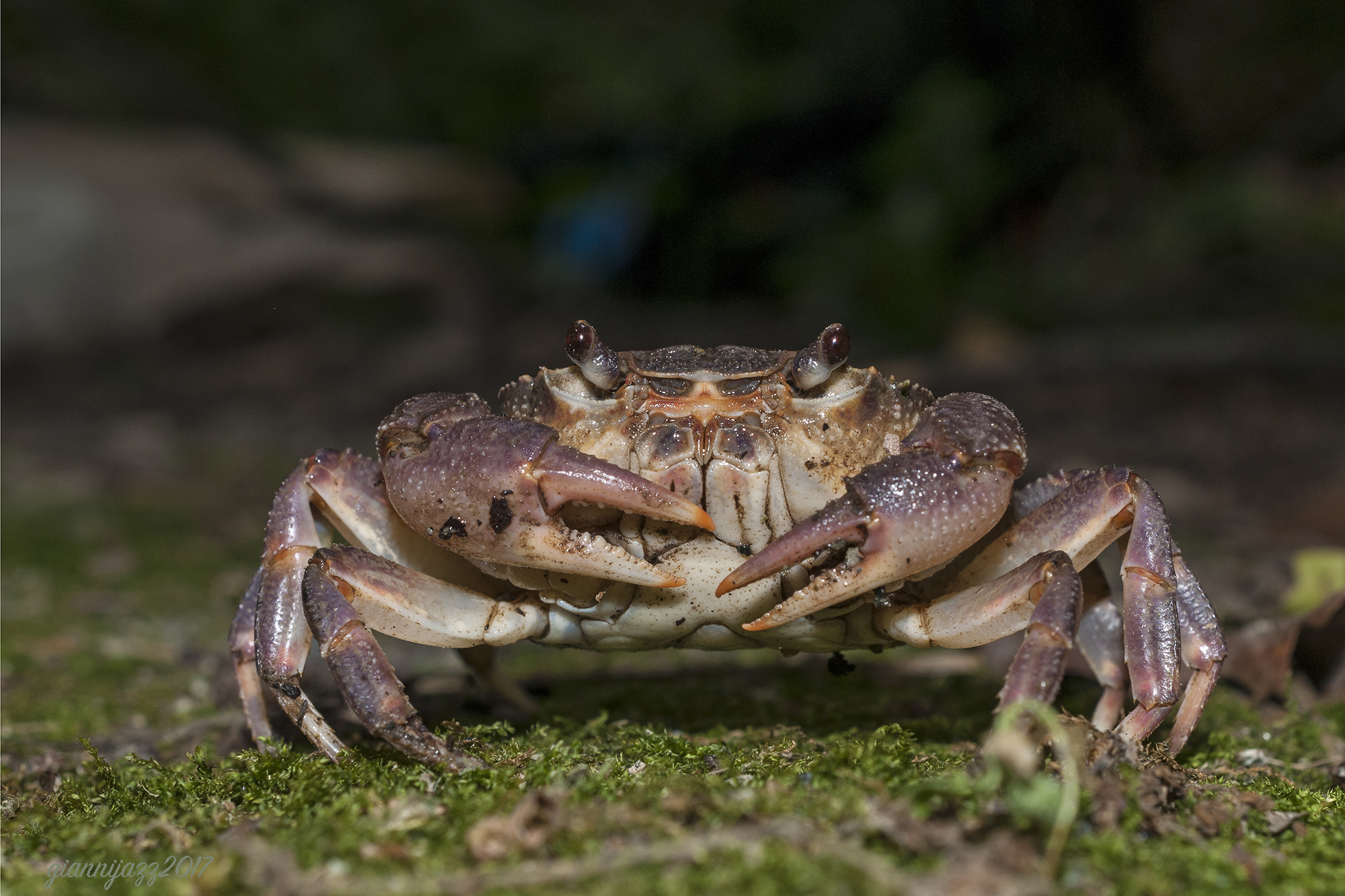 river crab