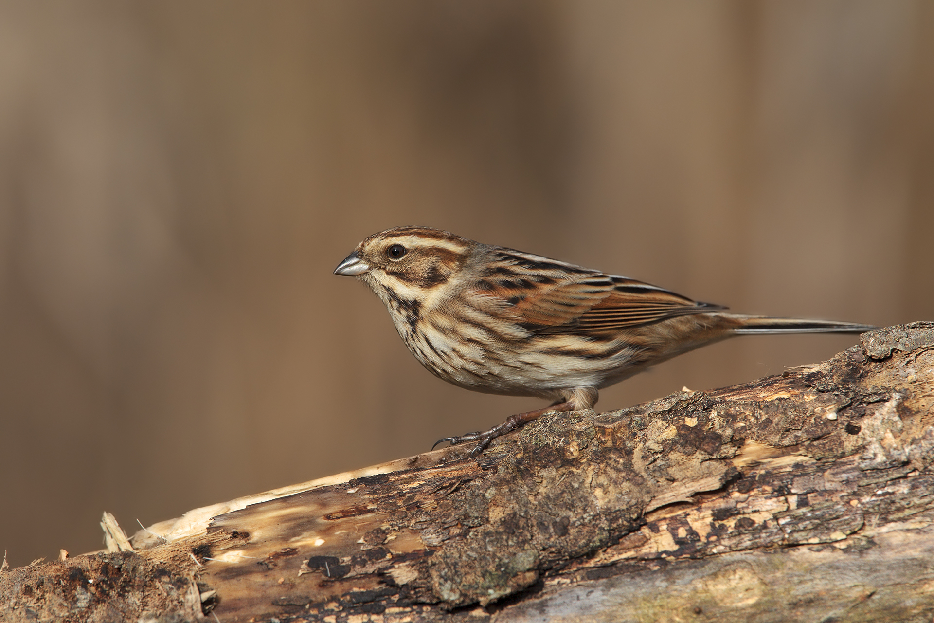 Bunting female