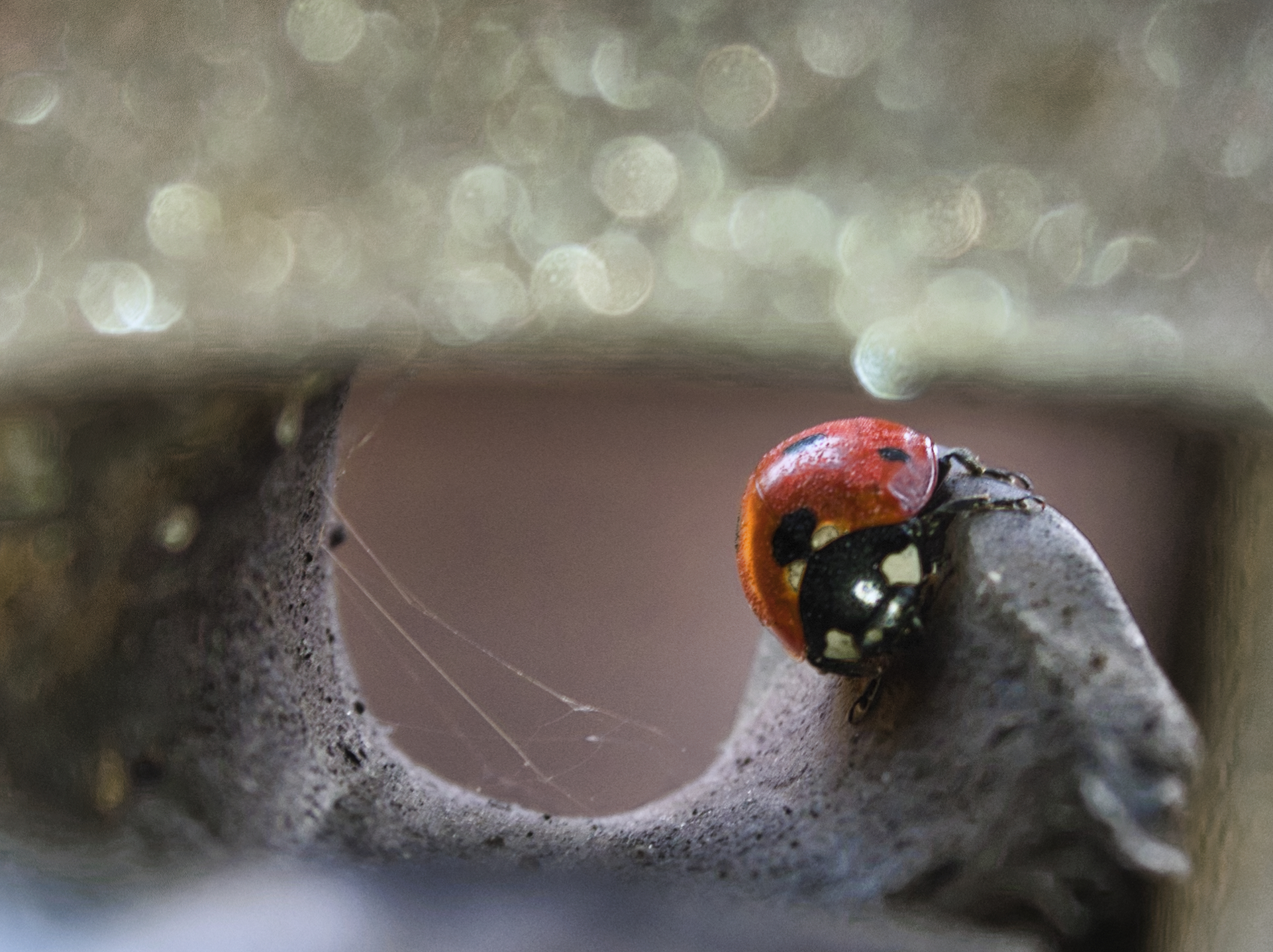 Ladybug