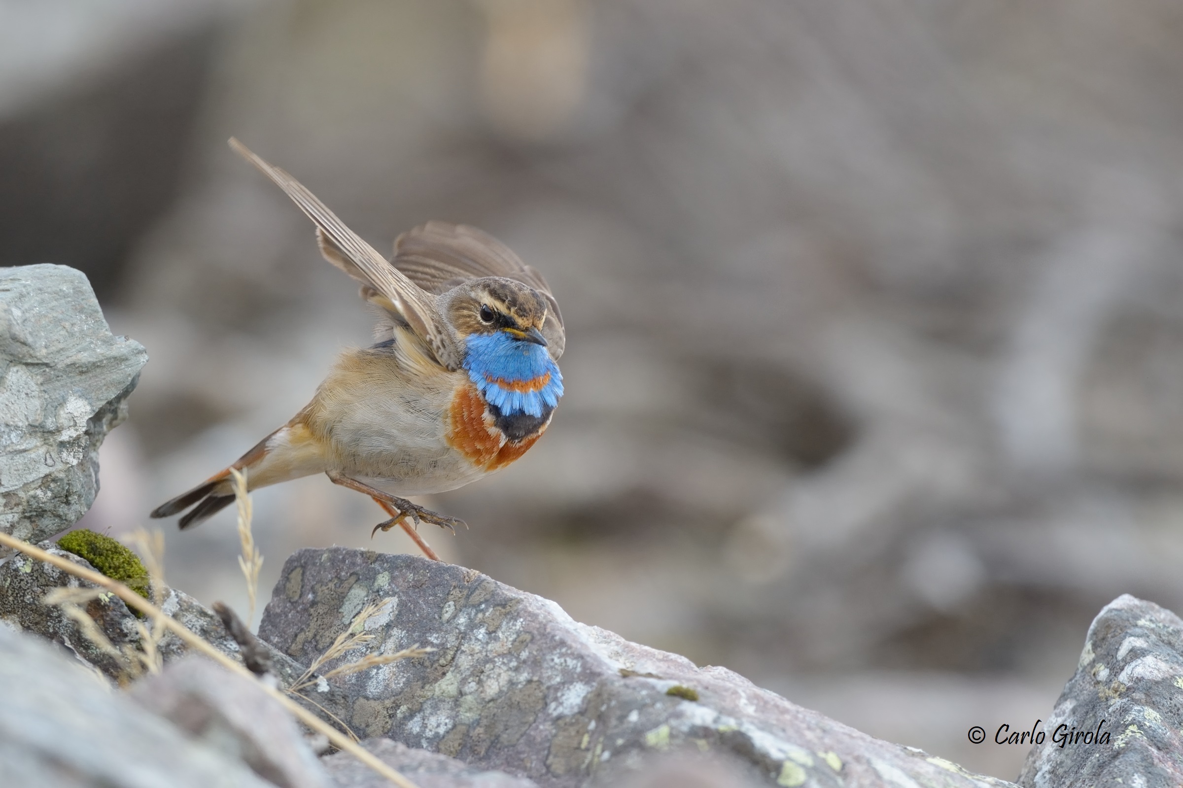 Pettazzurro (Luscinia Svecica)
