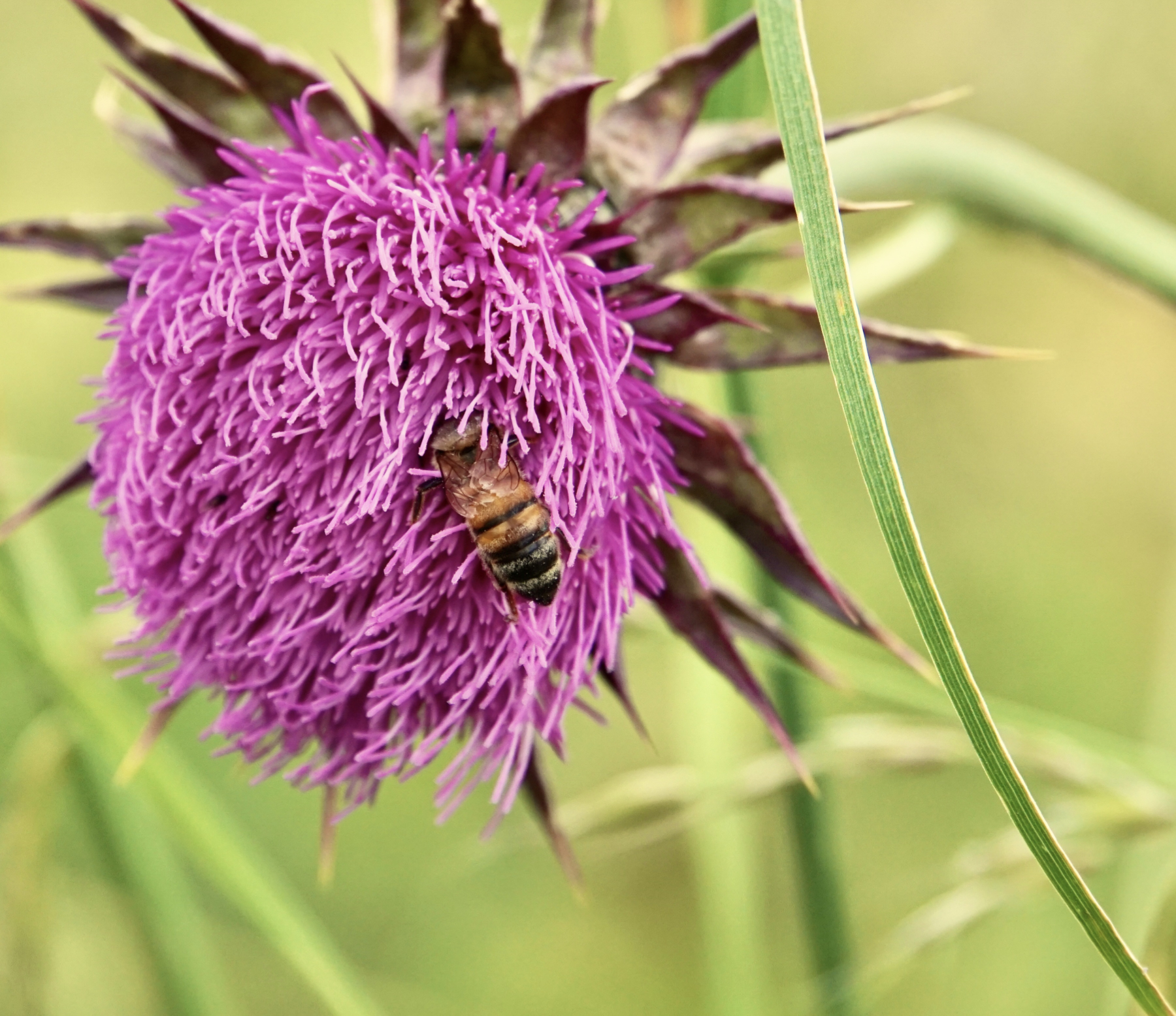 So much work in the heart of artichoke