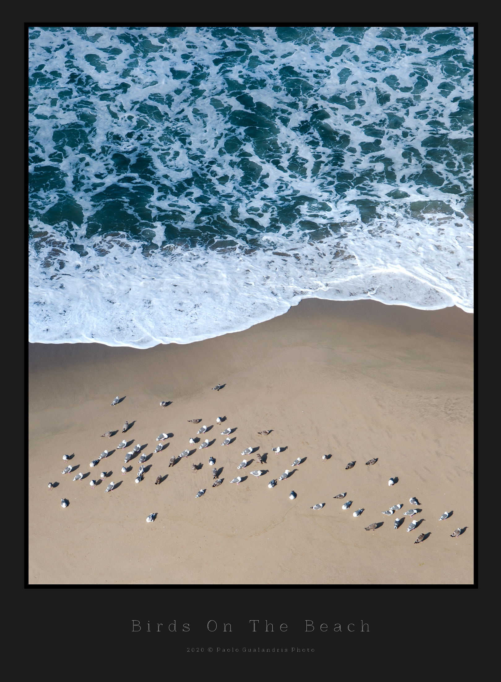 Birds On The Beach