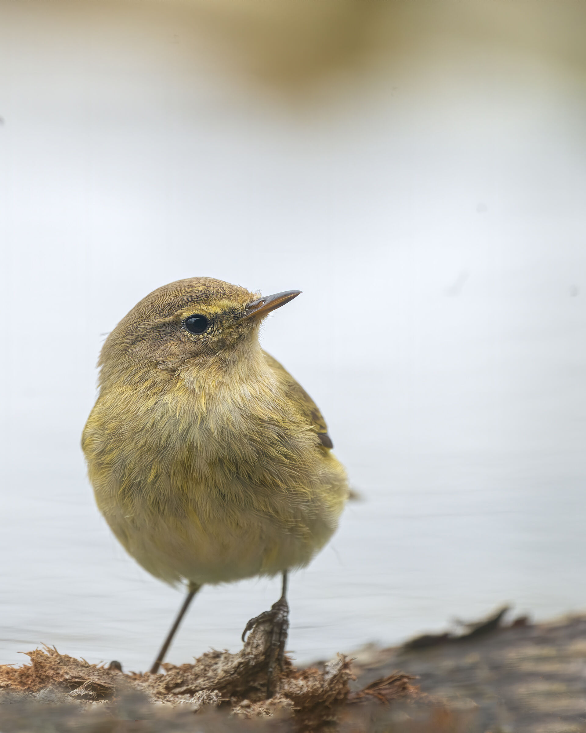 Luì piccolo  prima del bagnetto