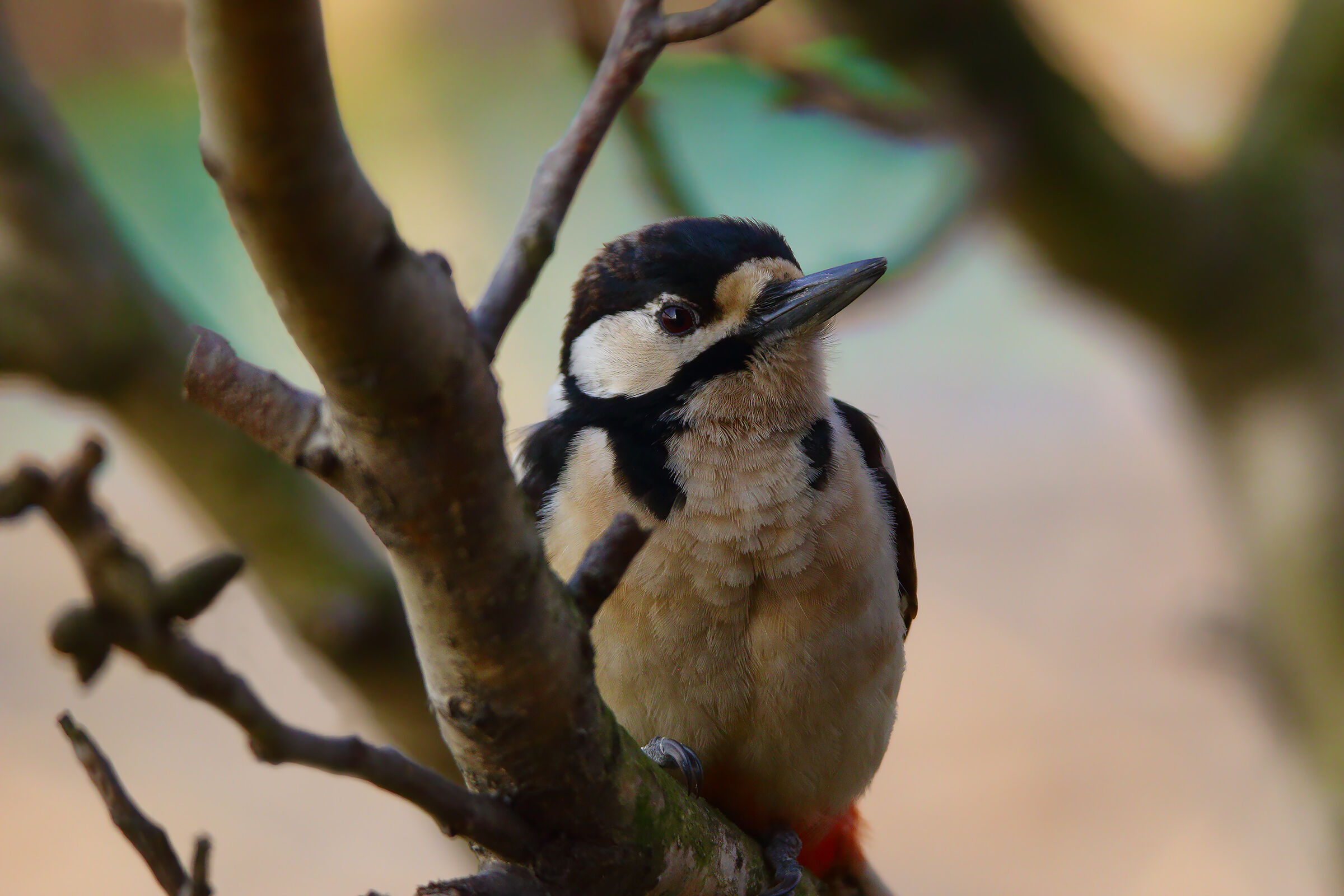 woodpecker fem