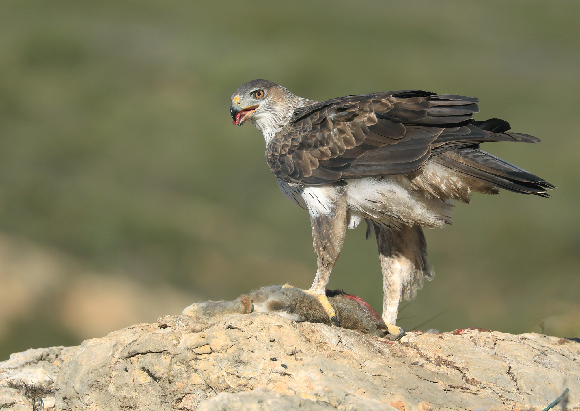 il pasto del rapace, aquila del bonelli