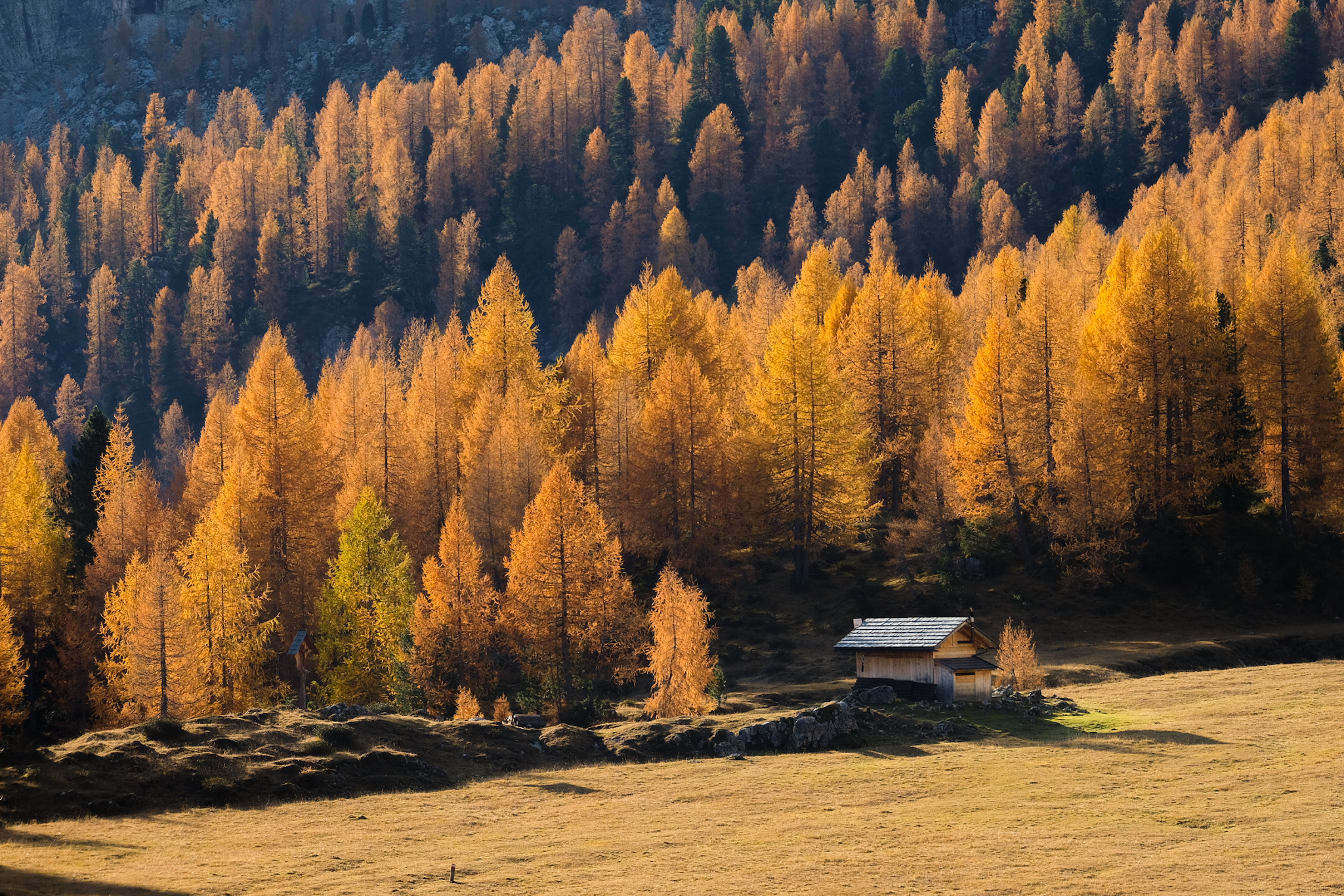 La baita nel bosco di larici