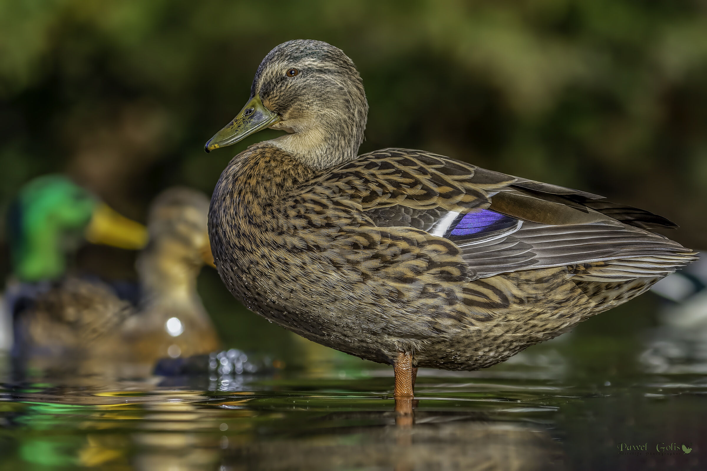 Il germano reale (Anas platyrhynchos)