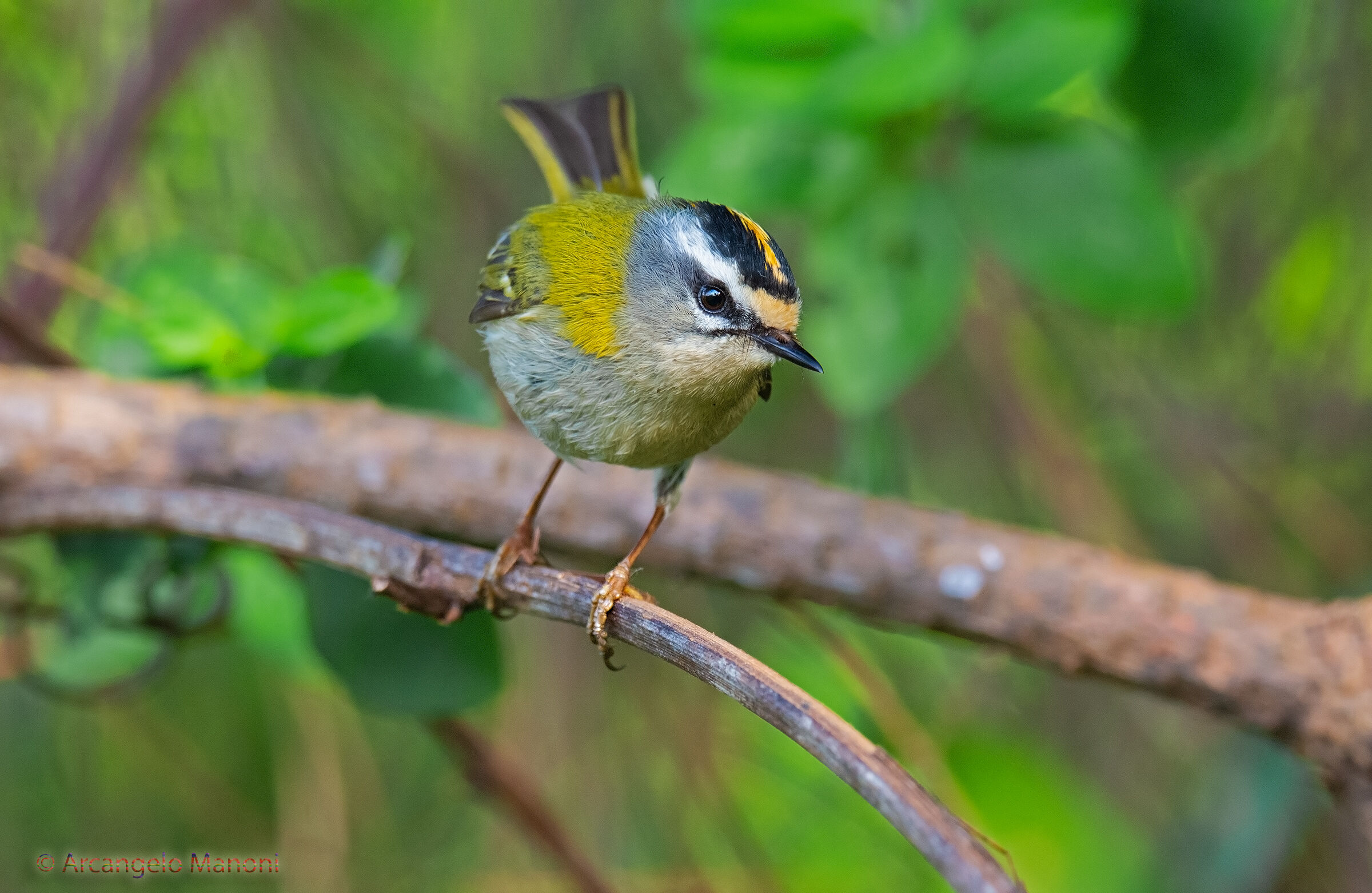 L'uccellino più piccolo d'italia (5,5 gr)