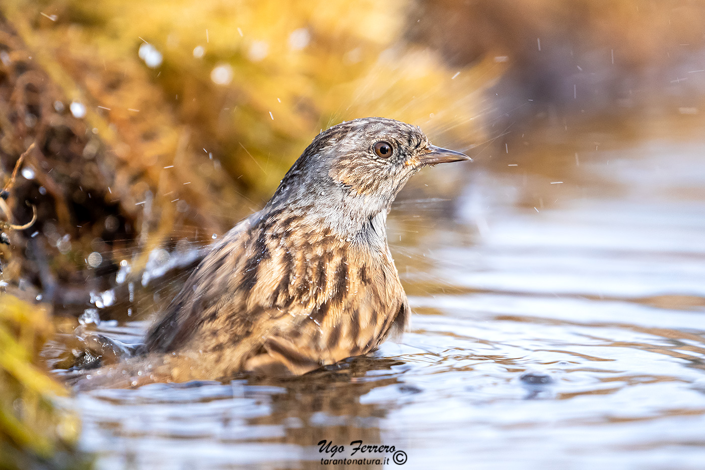 Abluzioni mattutine 1