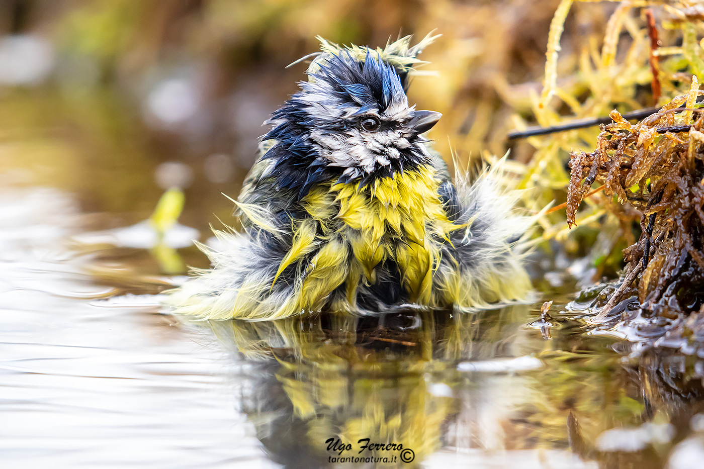 Abluzioni mattutine 2