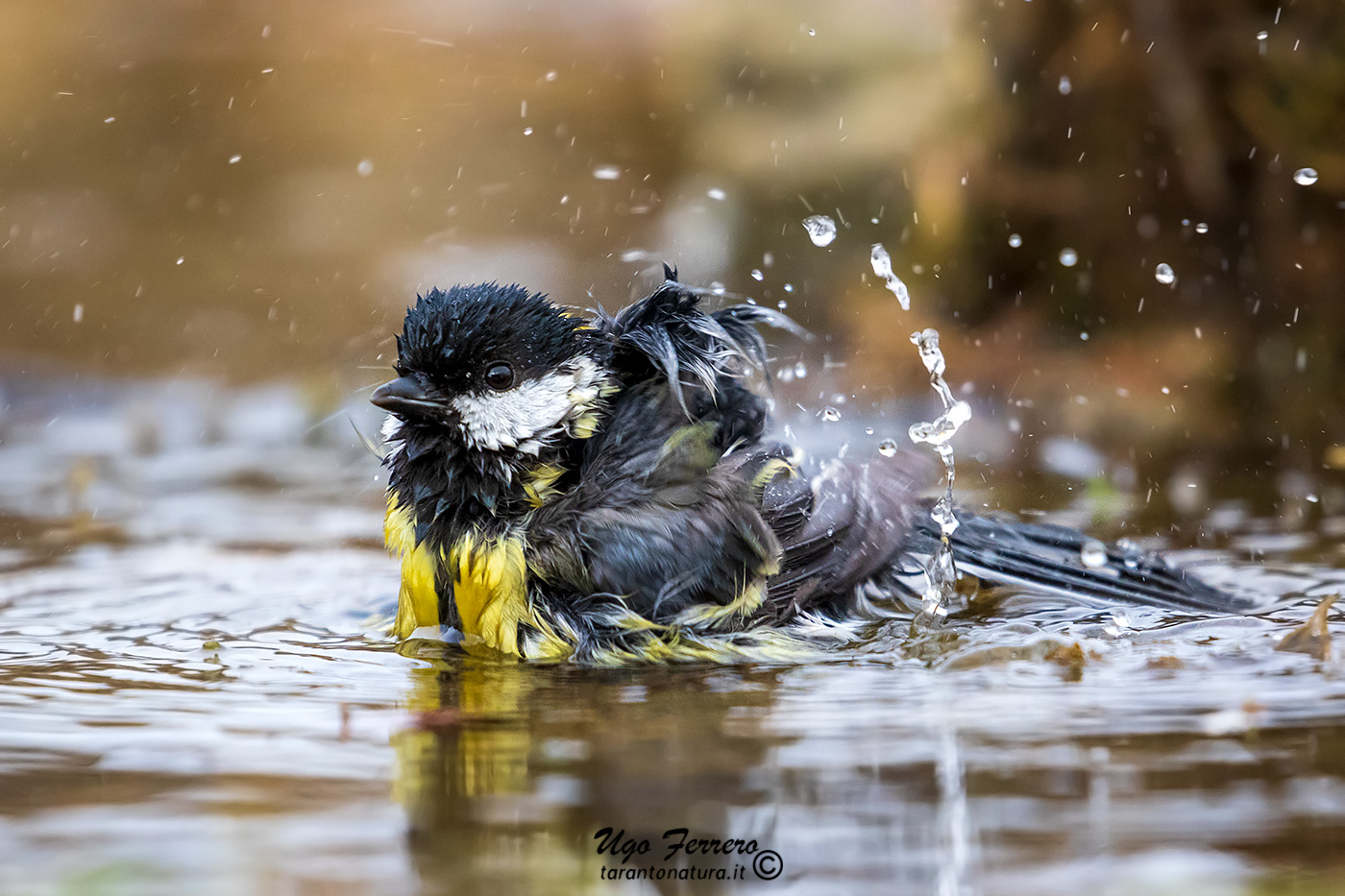 Abluzioni mattutine 7