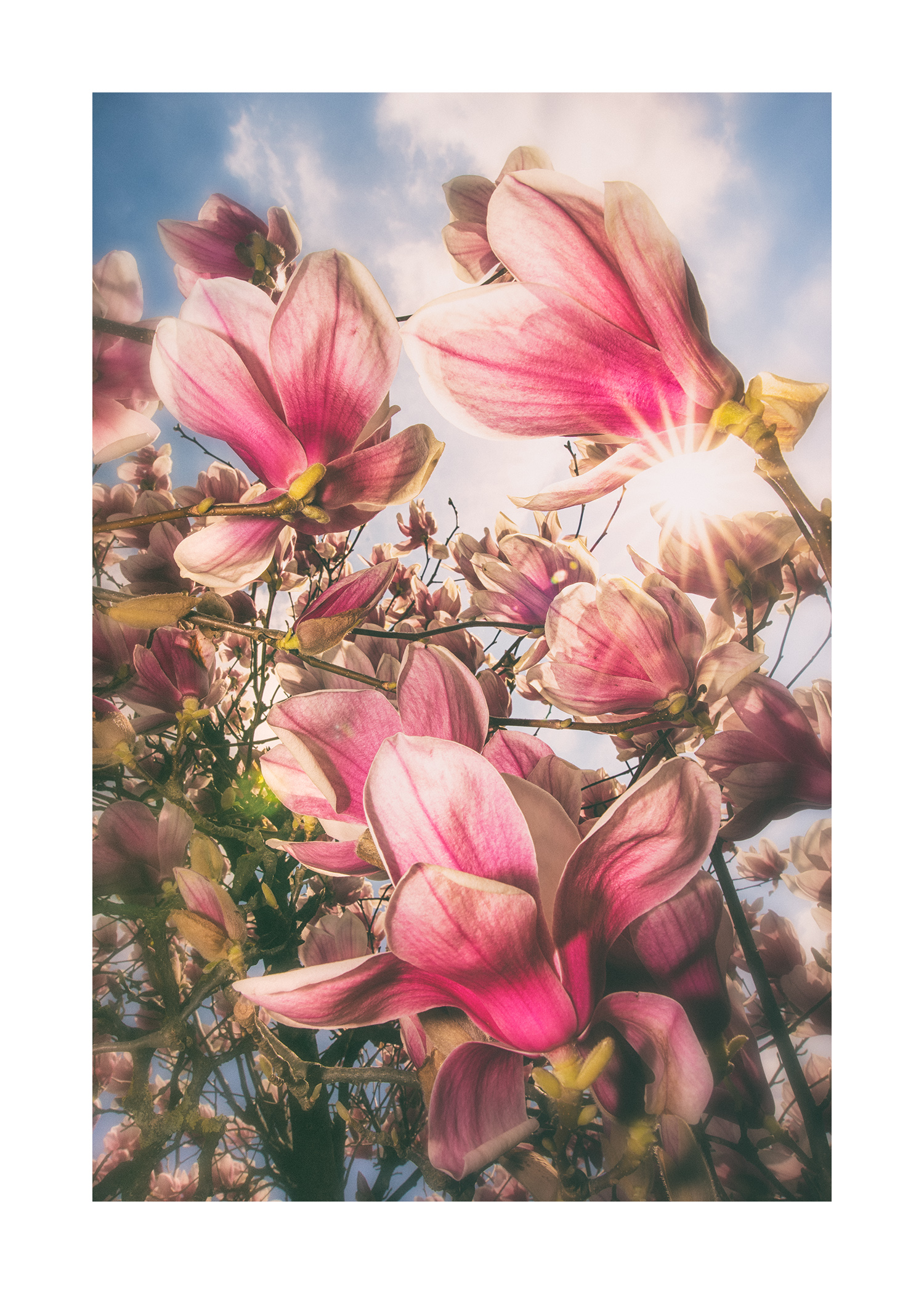 Magnolia