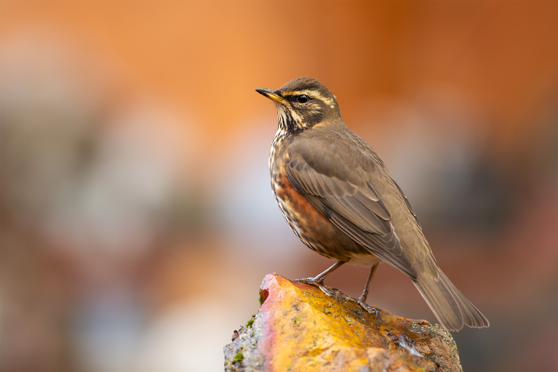 Turdus iliacus (Redwing)
