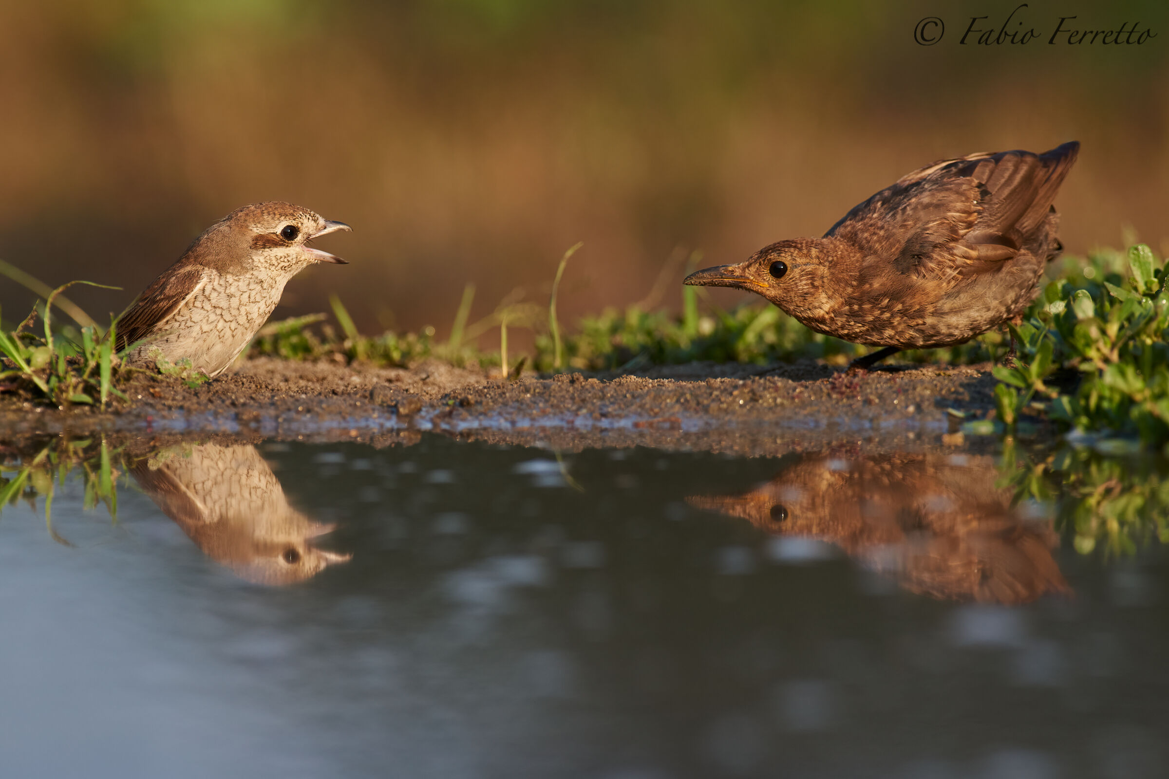 Having minor Vs Merlo