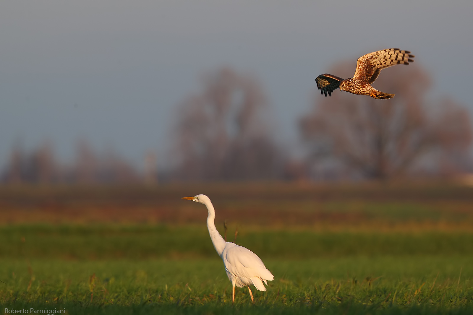 The harrier and the heron