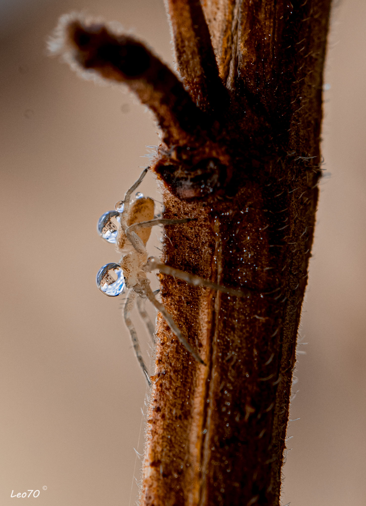 ... un'idea in testa