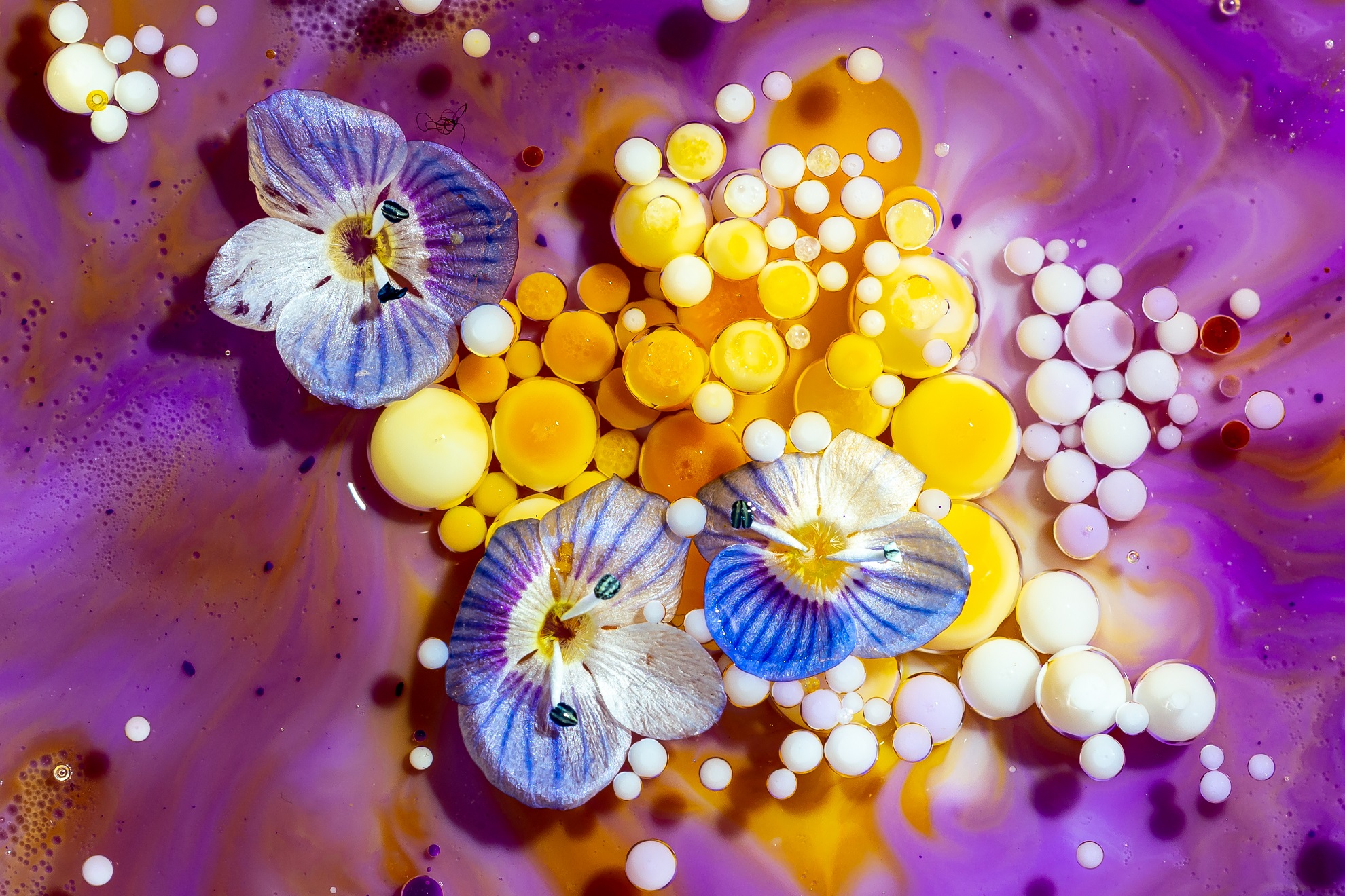 universo di Veronica