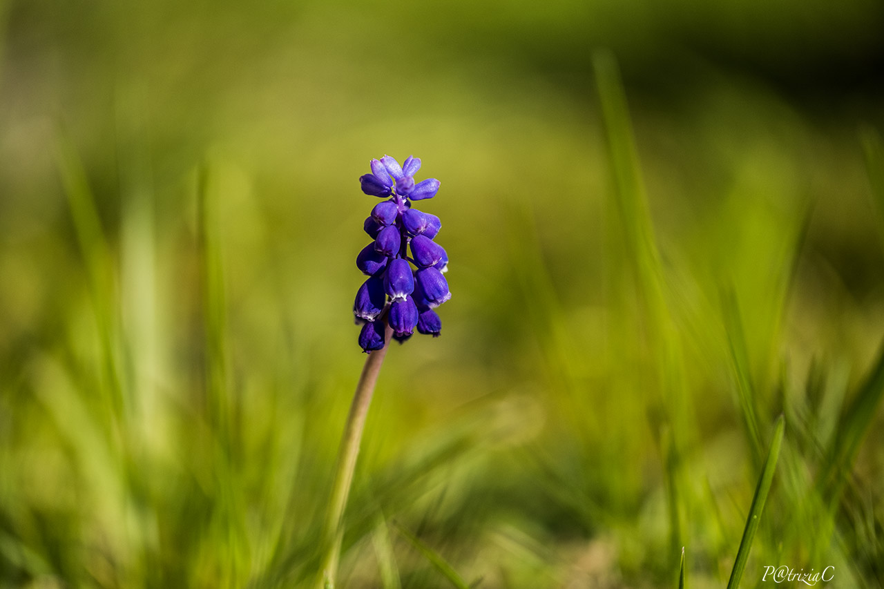 __muscari azzurro__