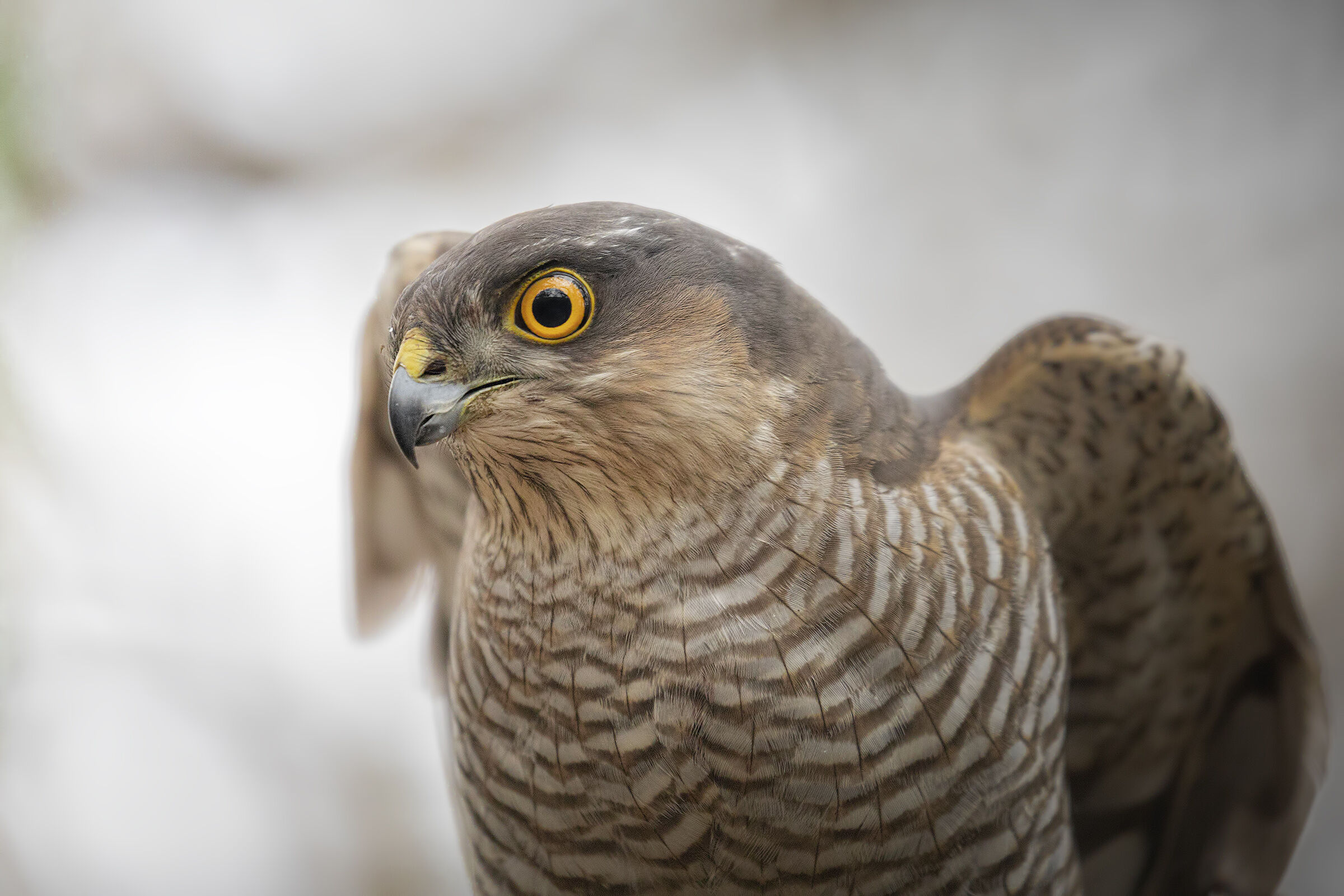 Sparrowhawk