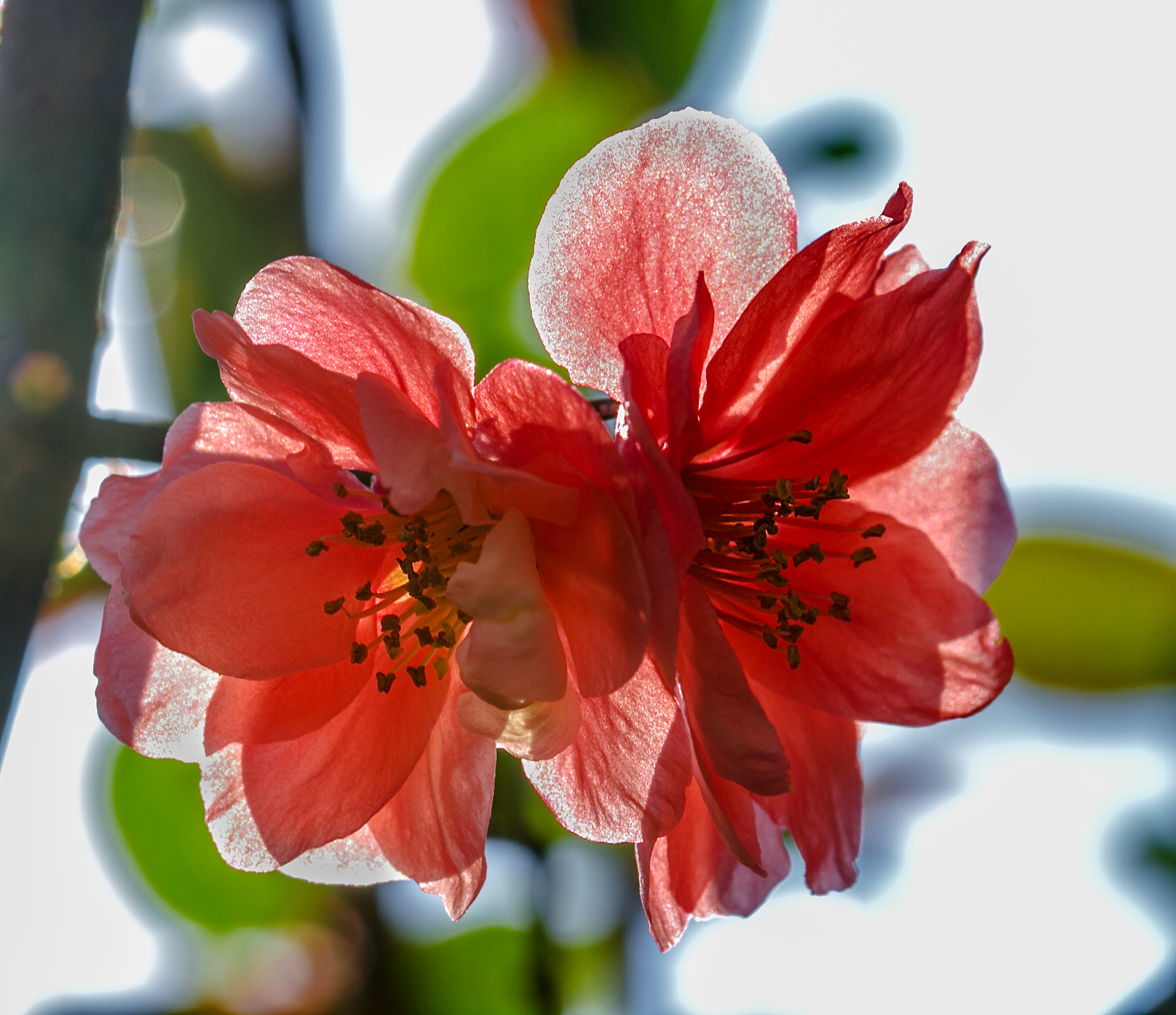 fiori di pesco in controluce