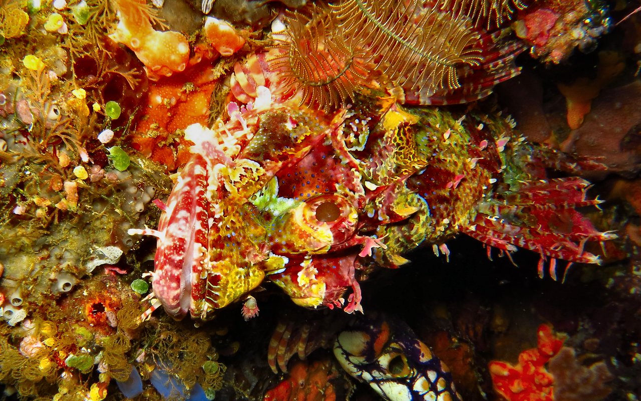 Scorpionfish 326