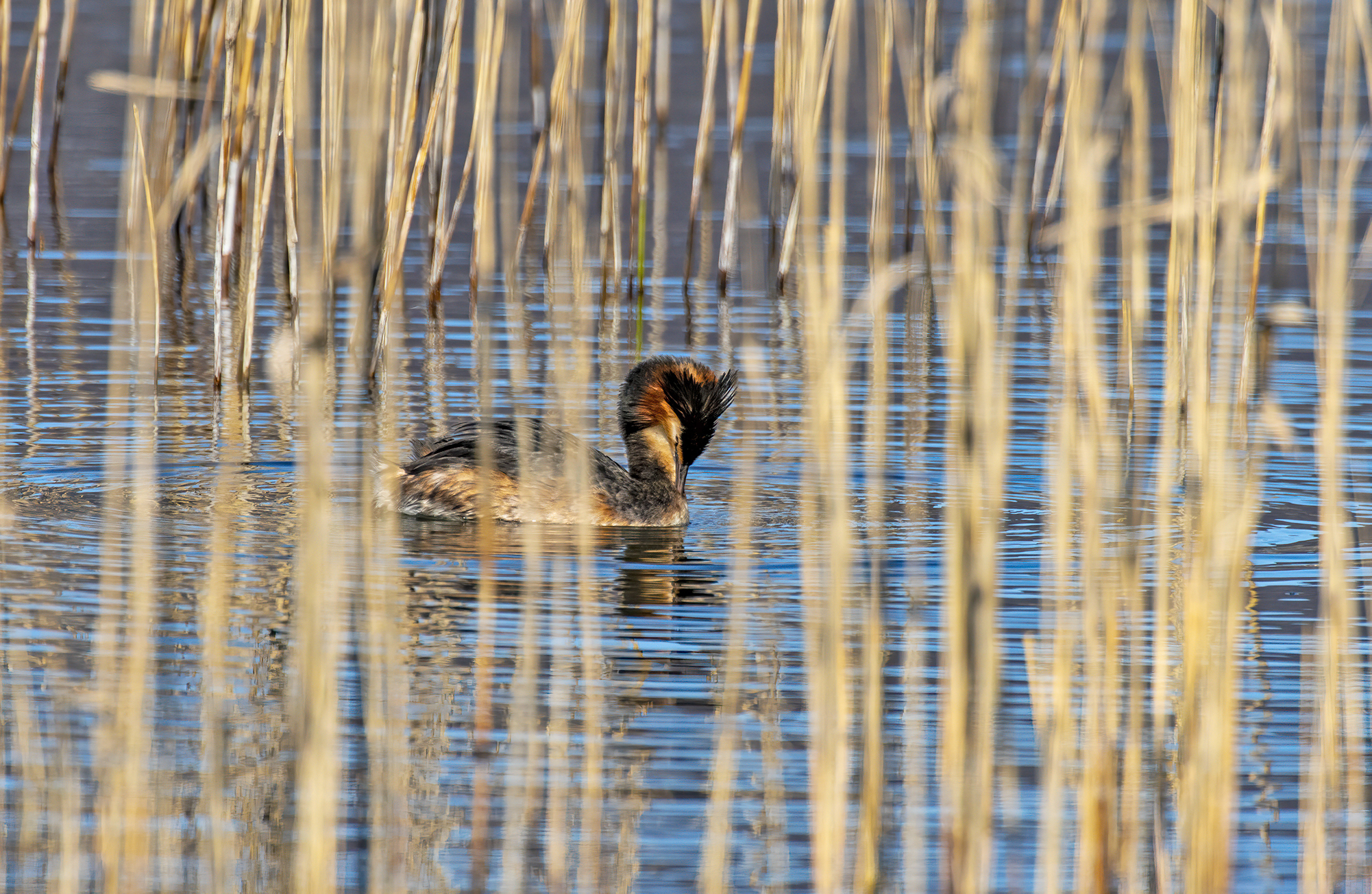 Grebes