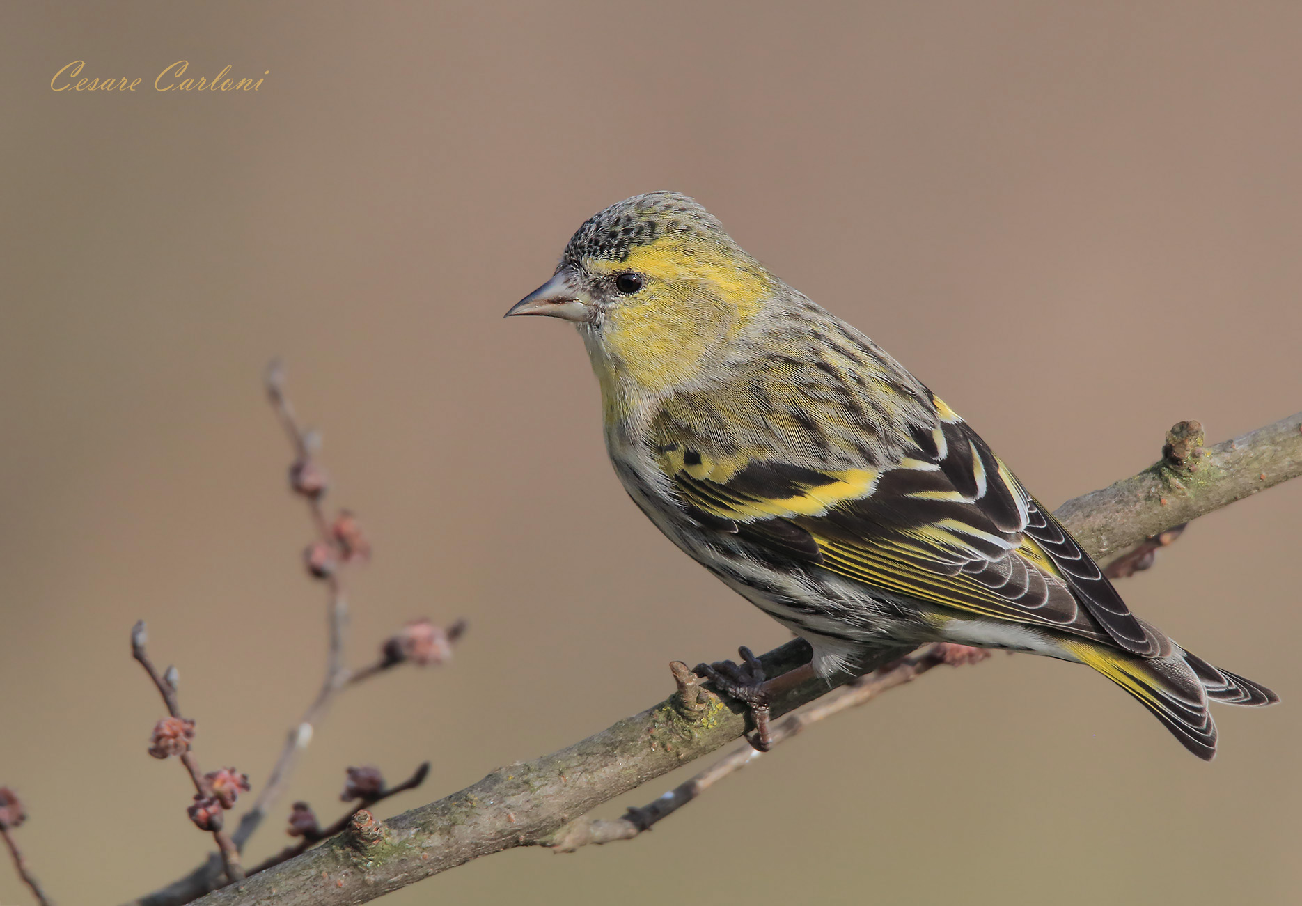 Lucherino (carduelis spinus)