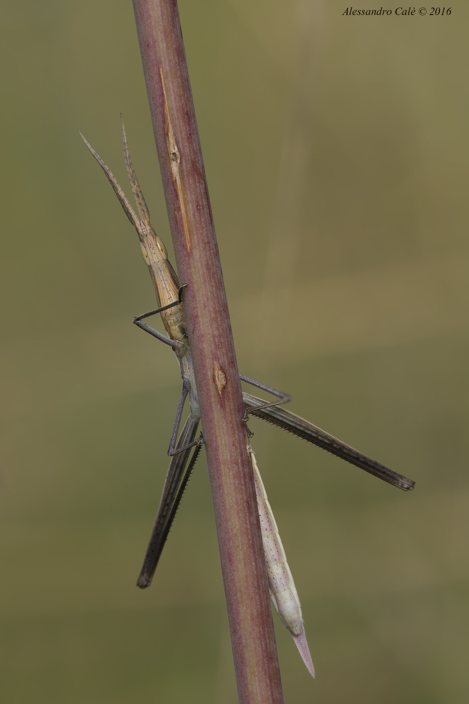 Acrida ungarica 7343