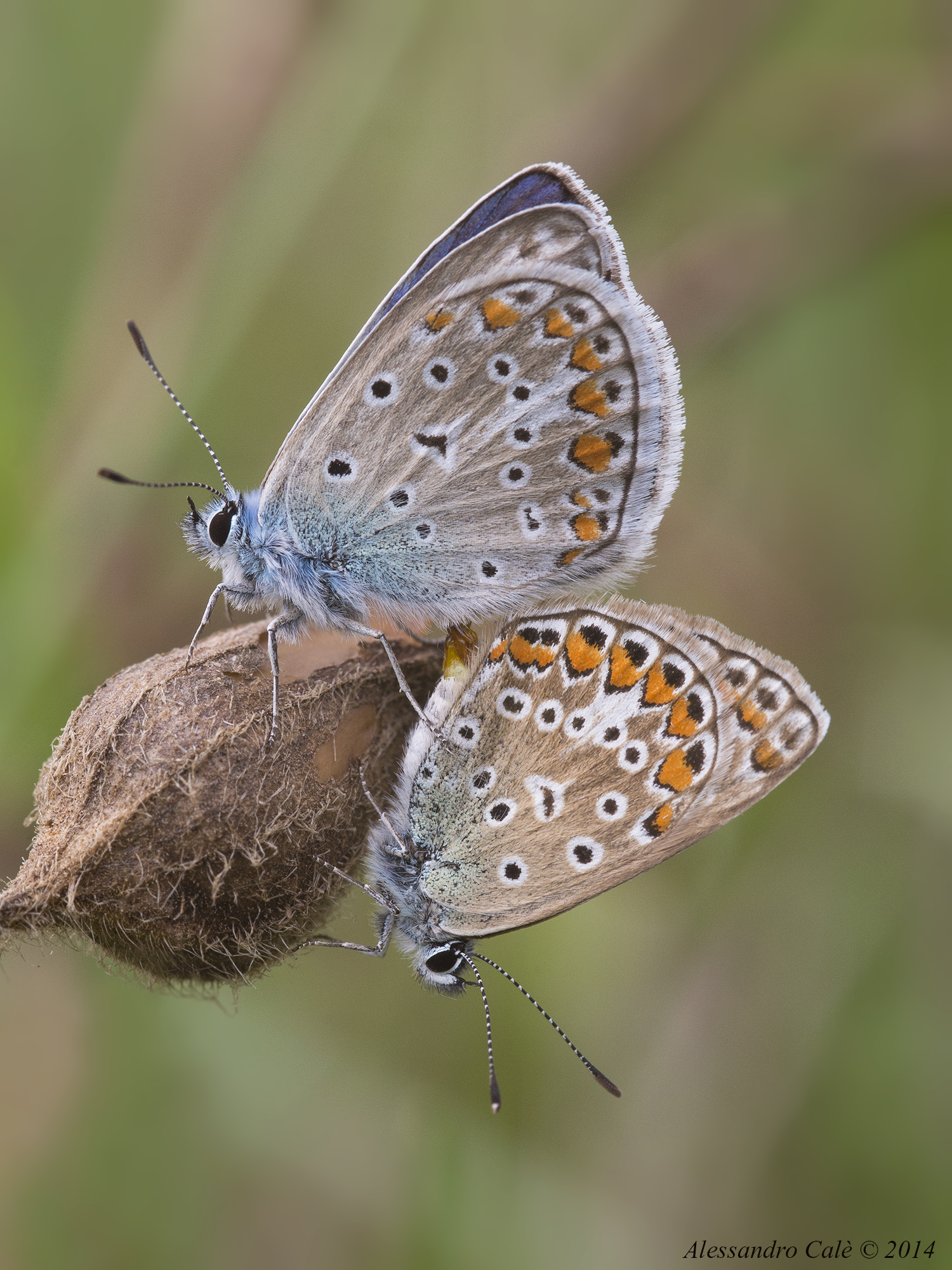 Polyommatus icarus (Icaro) 1065