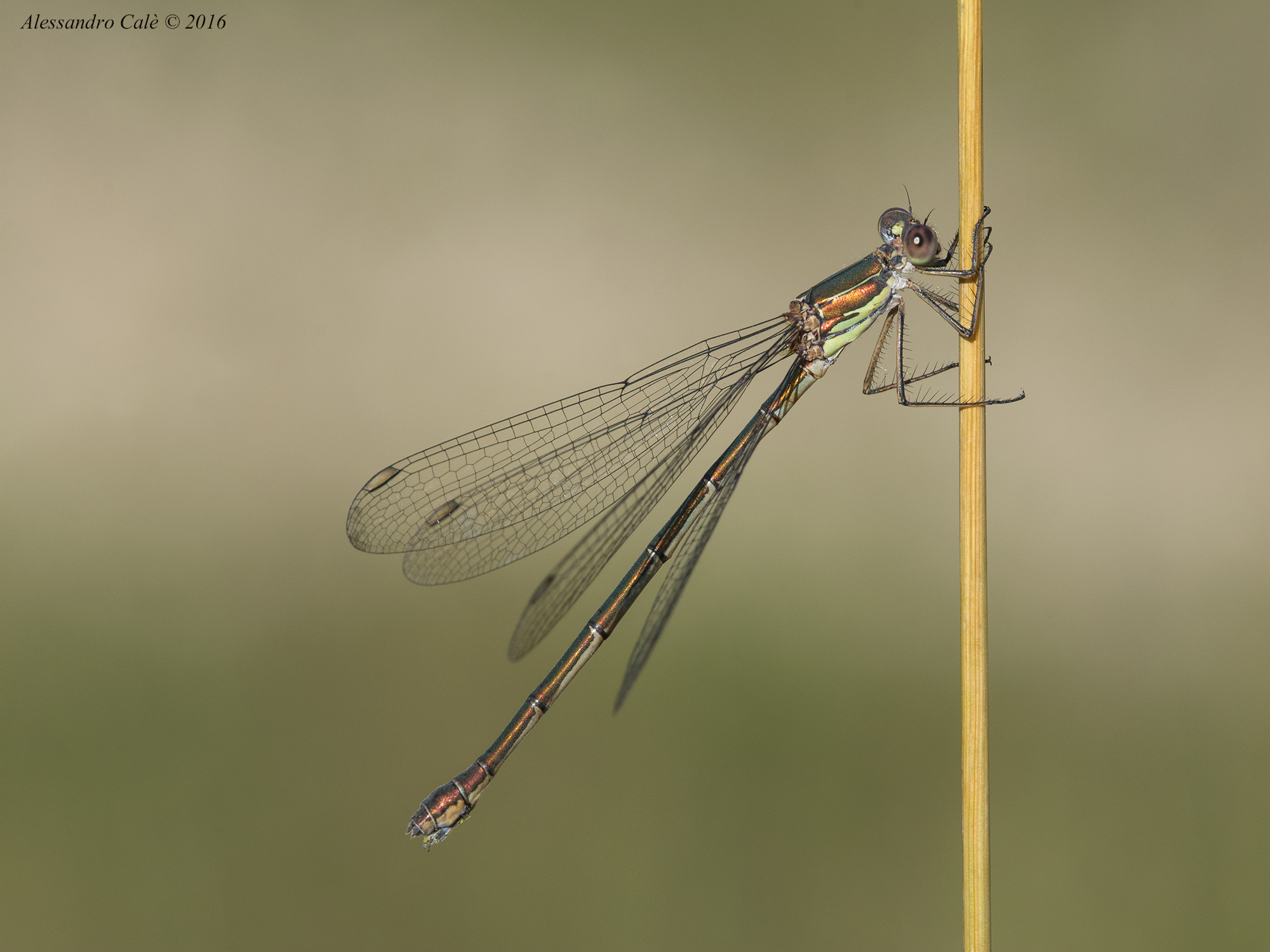 Lestes viridis 7000