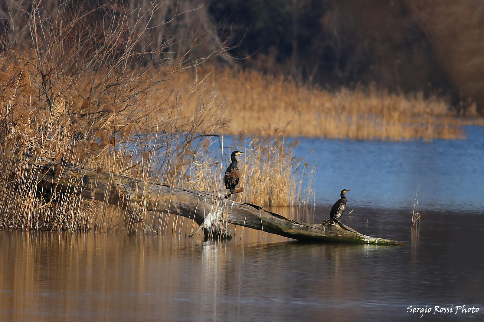 Cormorani torbiere del sebino