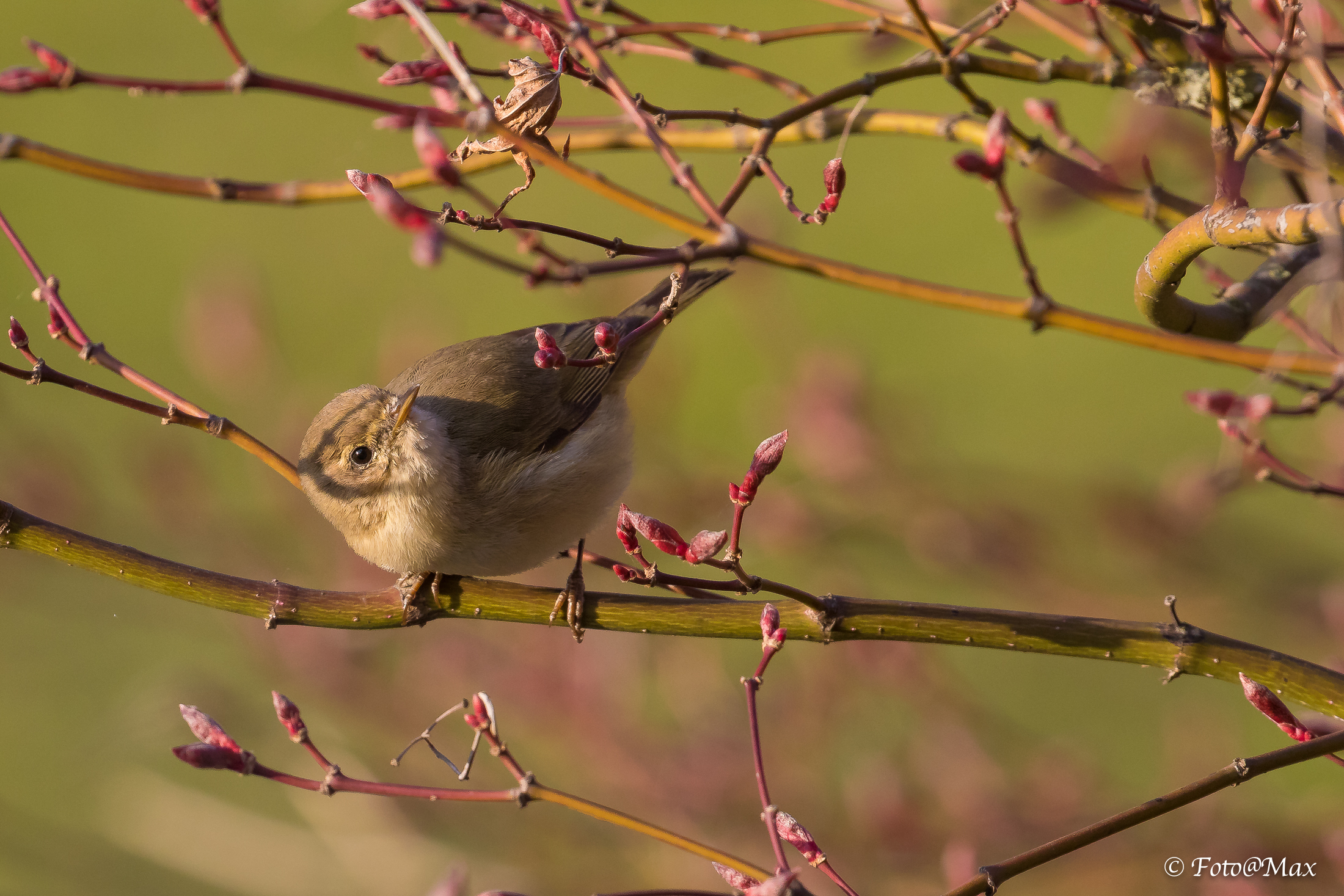 He small km subzero !