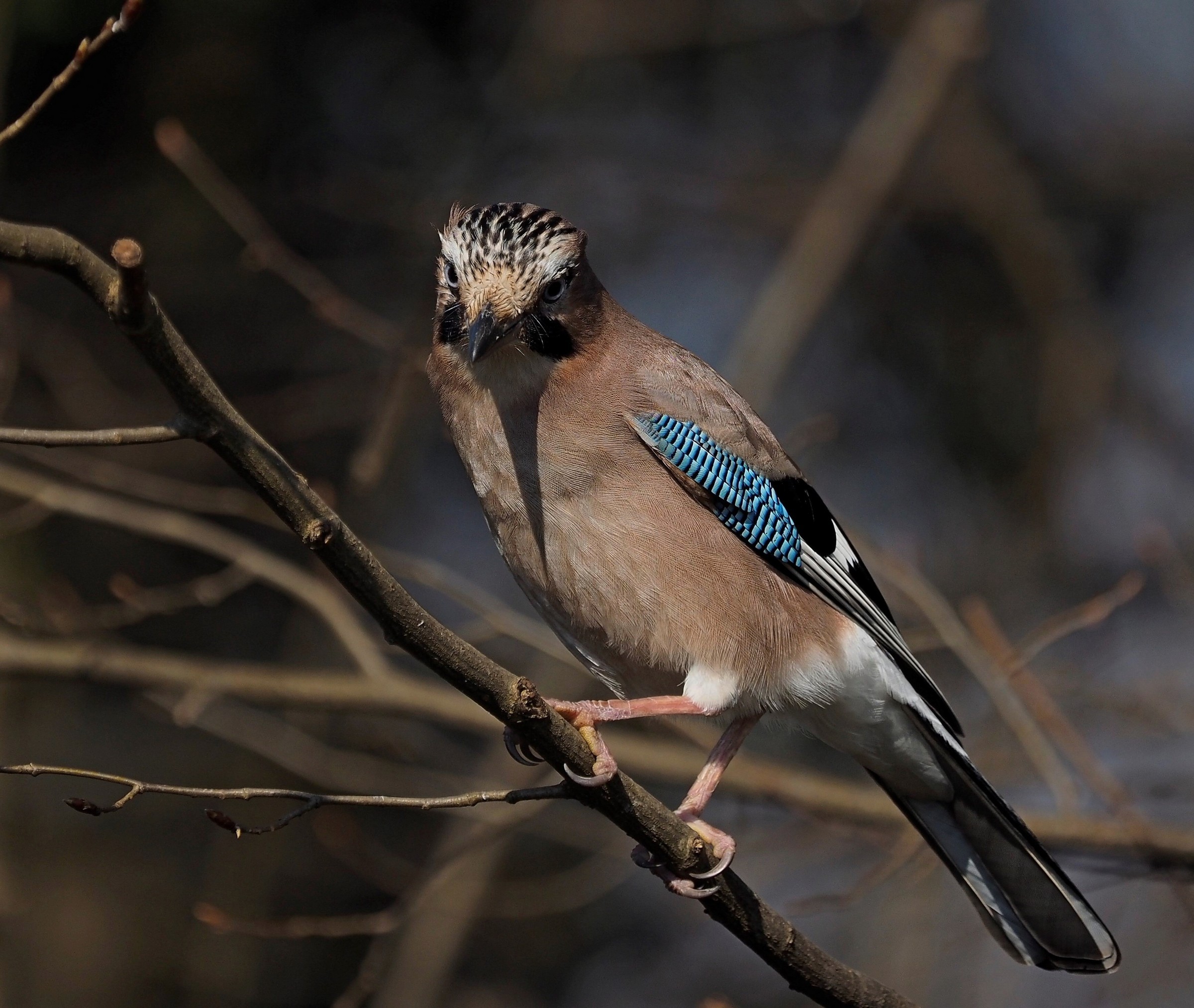 I baffi della ghiandaia