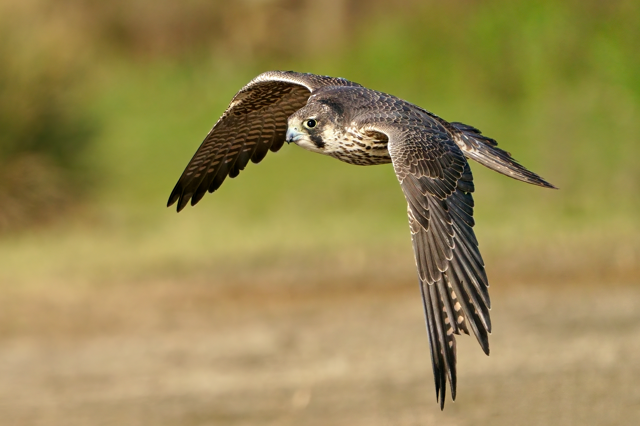 Peregrine Falcon