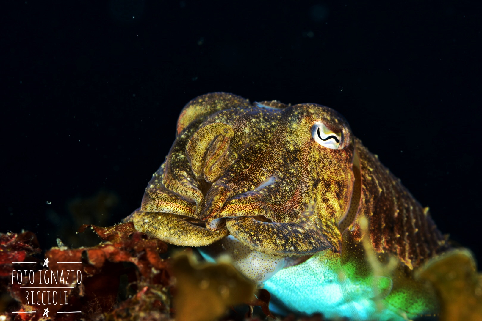 Common cuttlefish