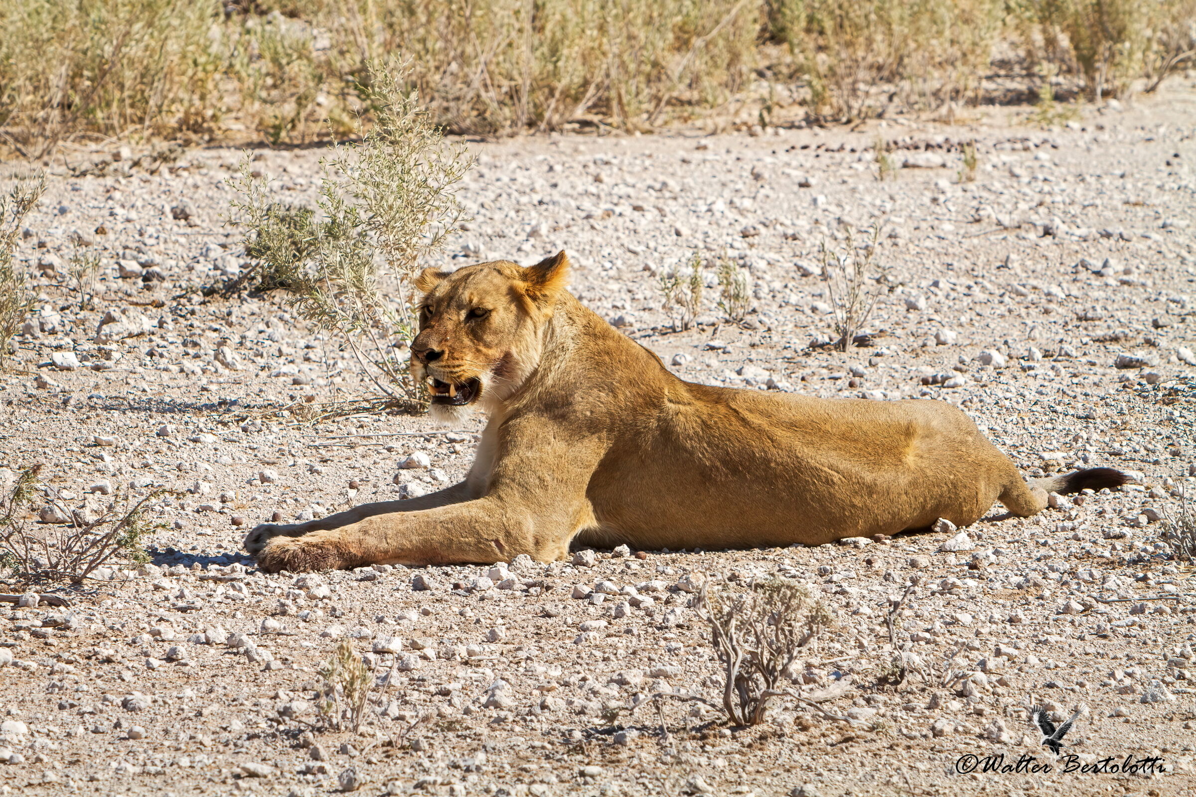 la regina sotto il sole di mezzo dì