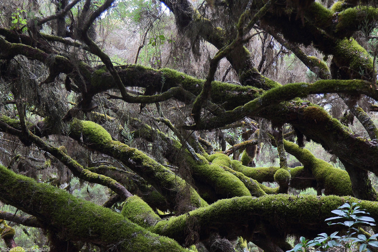 The Forest of Mystery