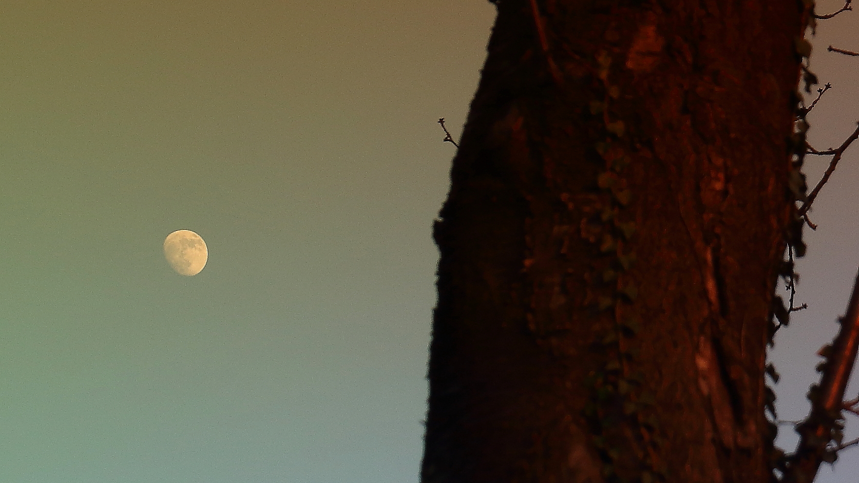 moon VS tree