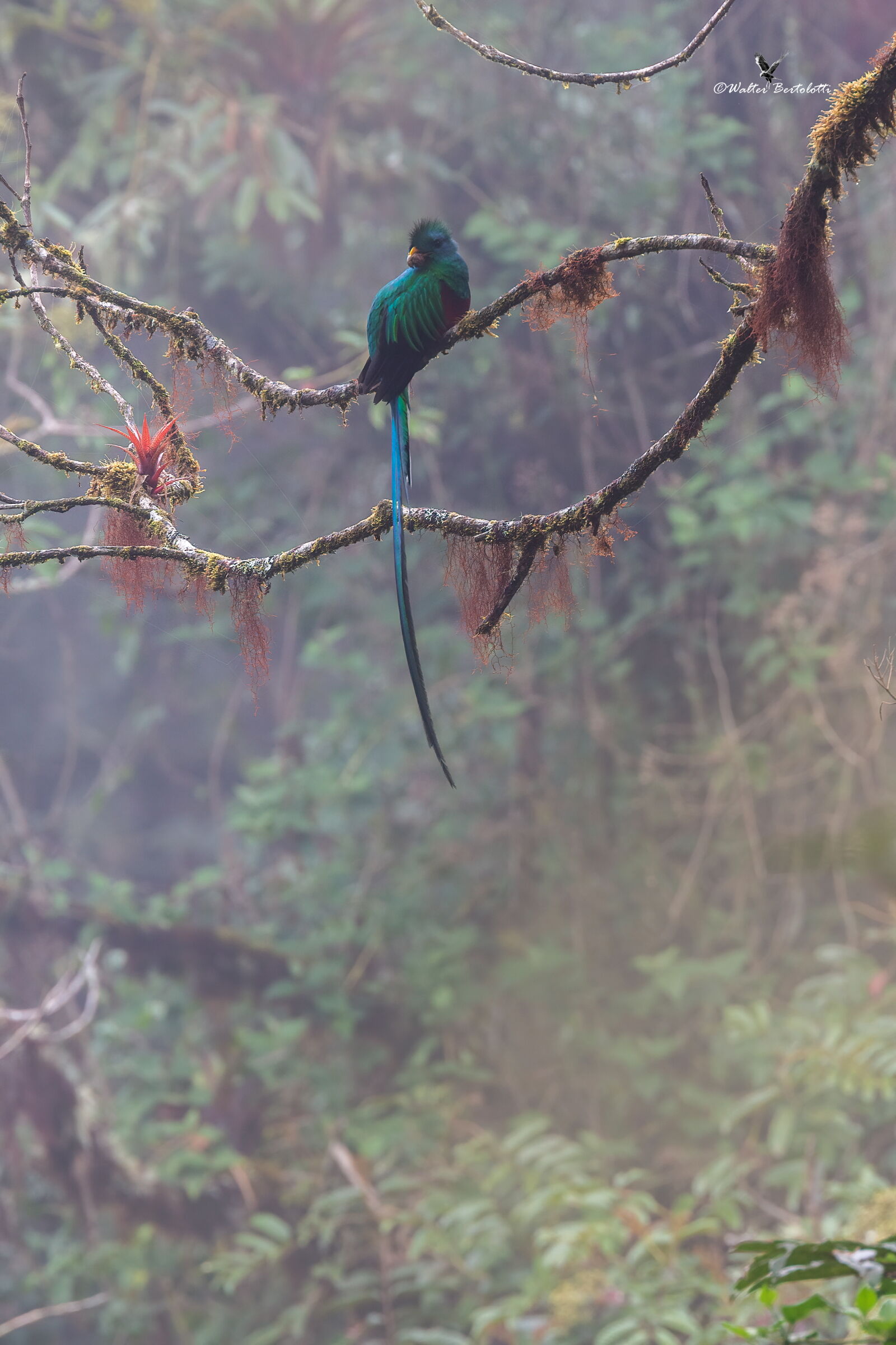 quetzal nella nebbbia